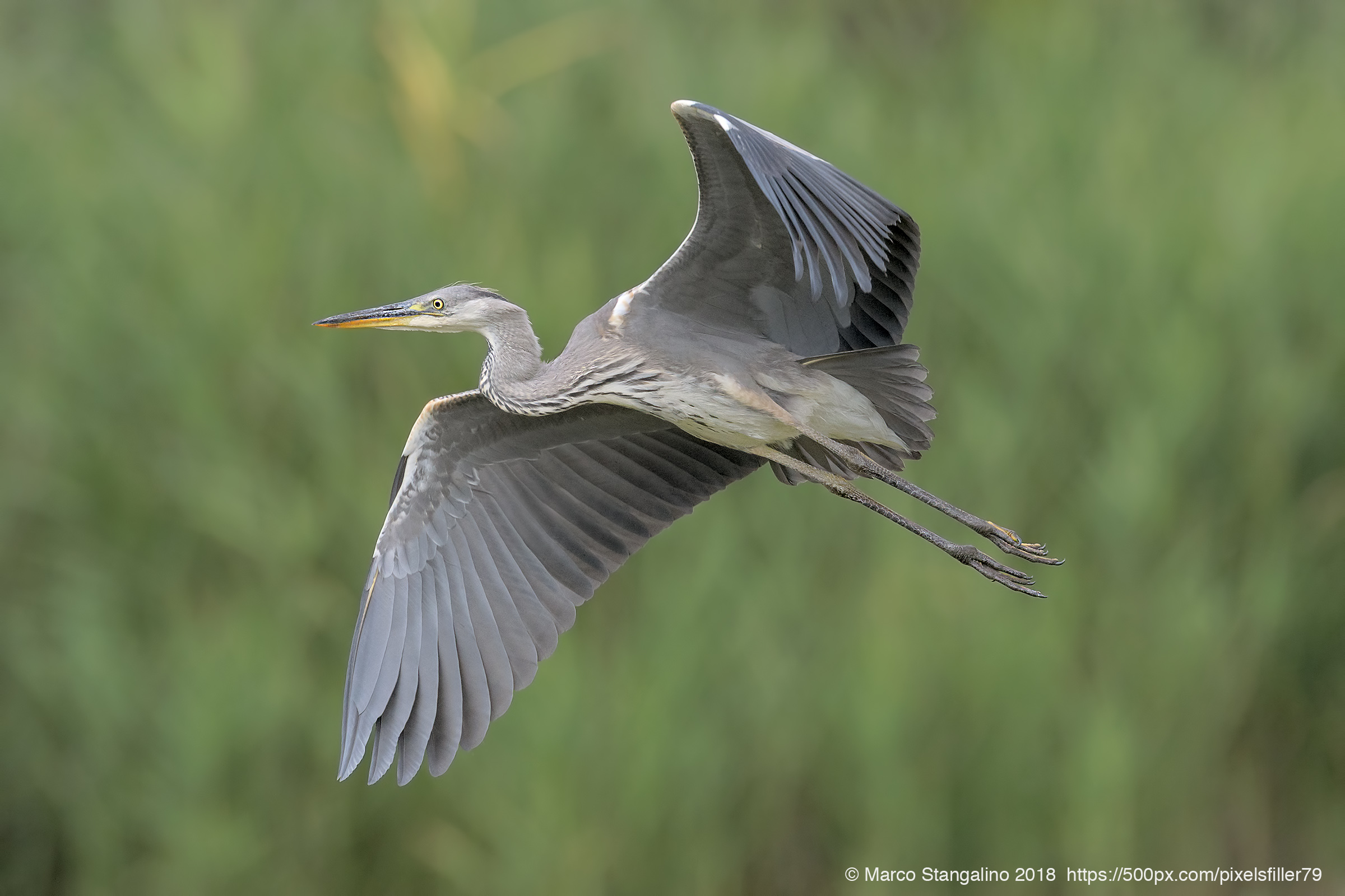 Hovered Heron