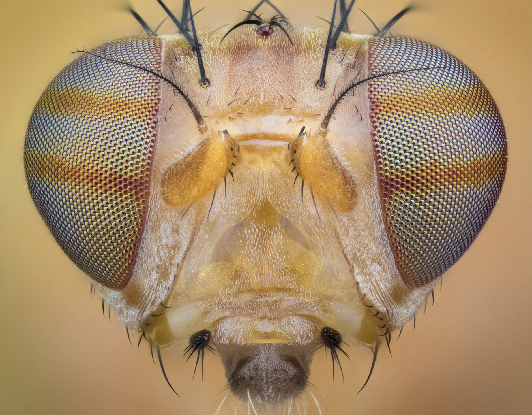 Drosophila sp