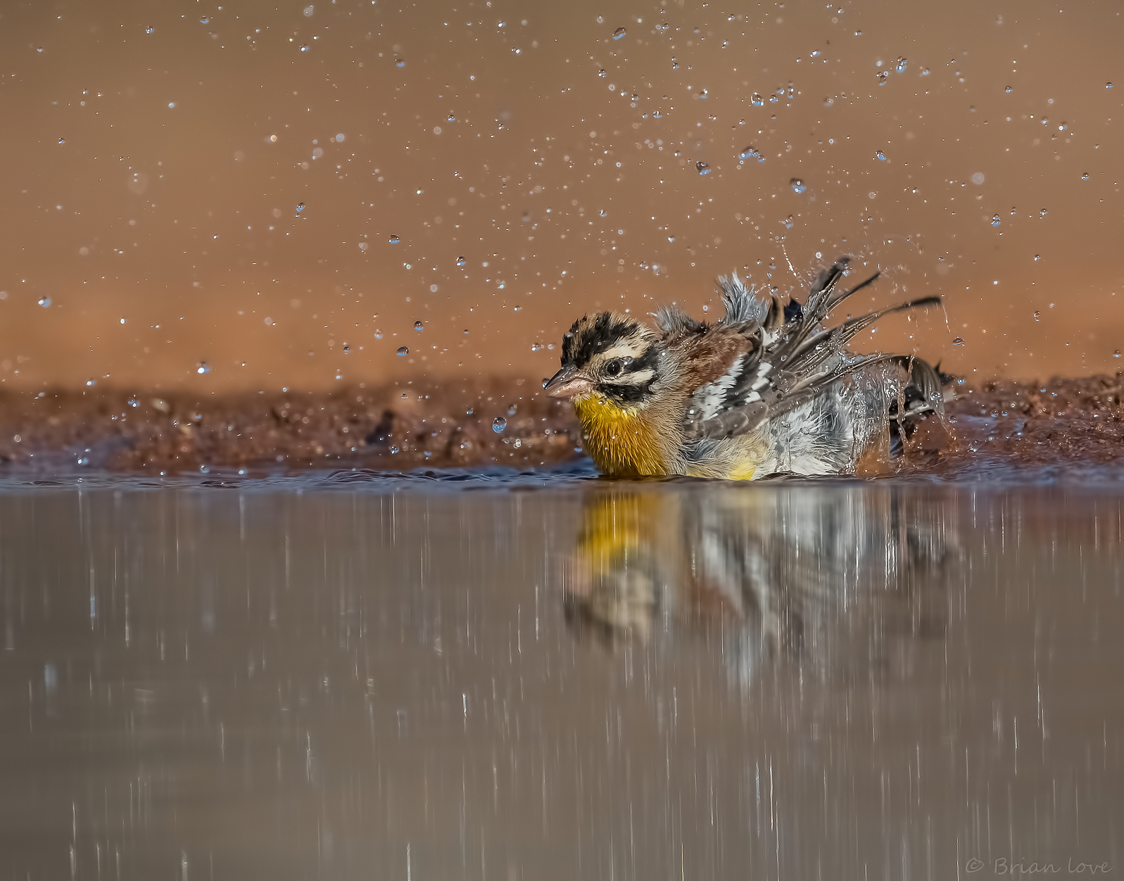 Bunting dal petto dorato (Emberiza flaviventris)