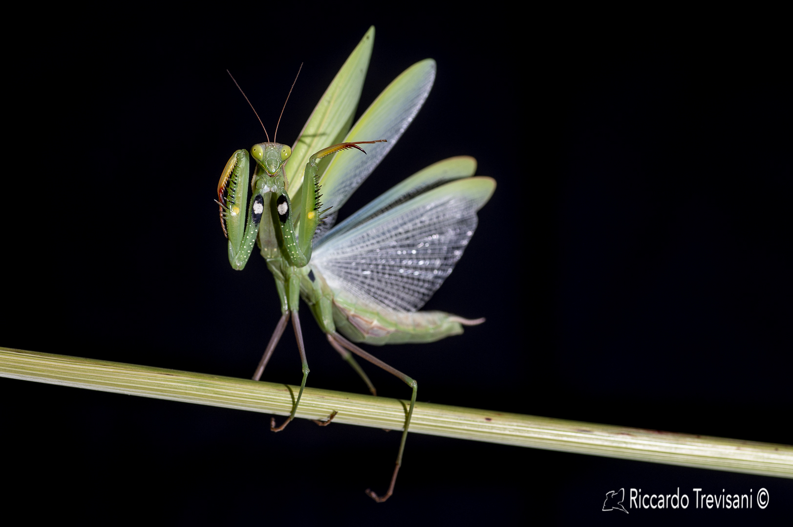 The dark Sid of the macro photographer