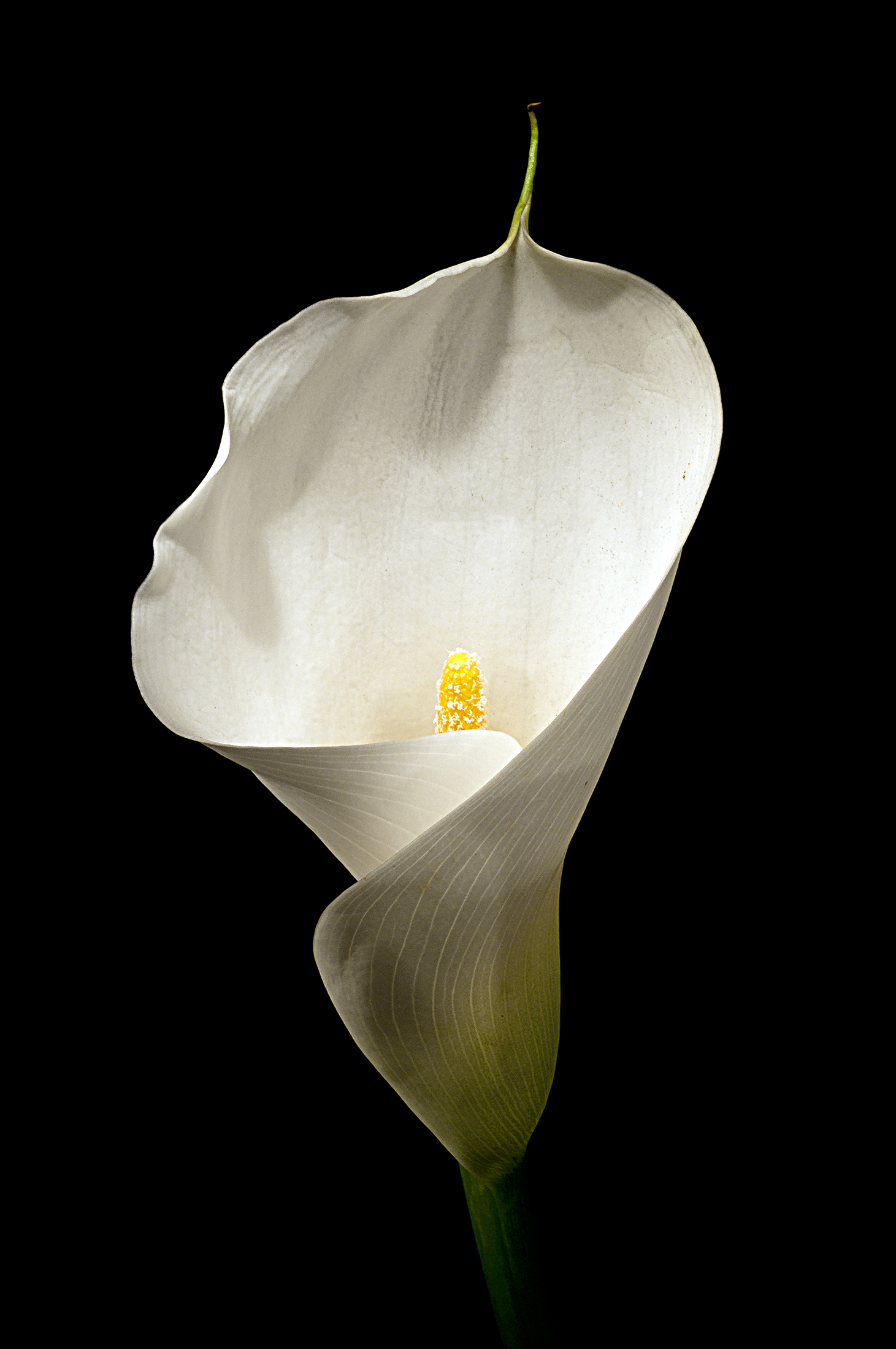 Calla