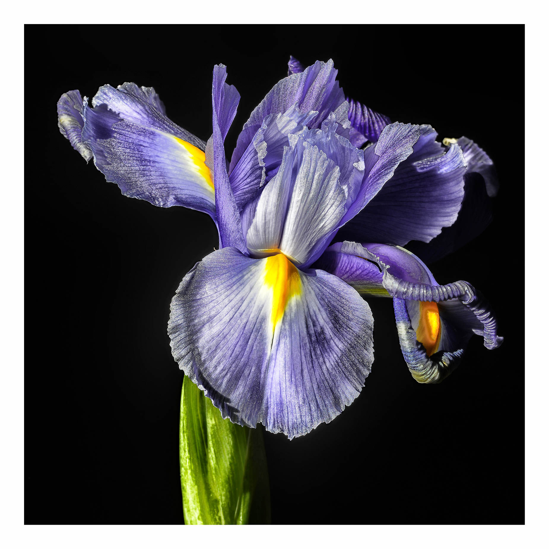 Iris