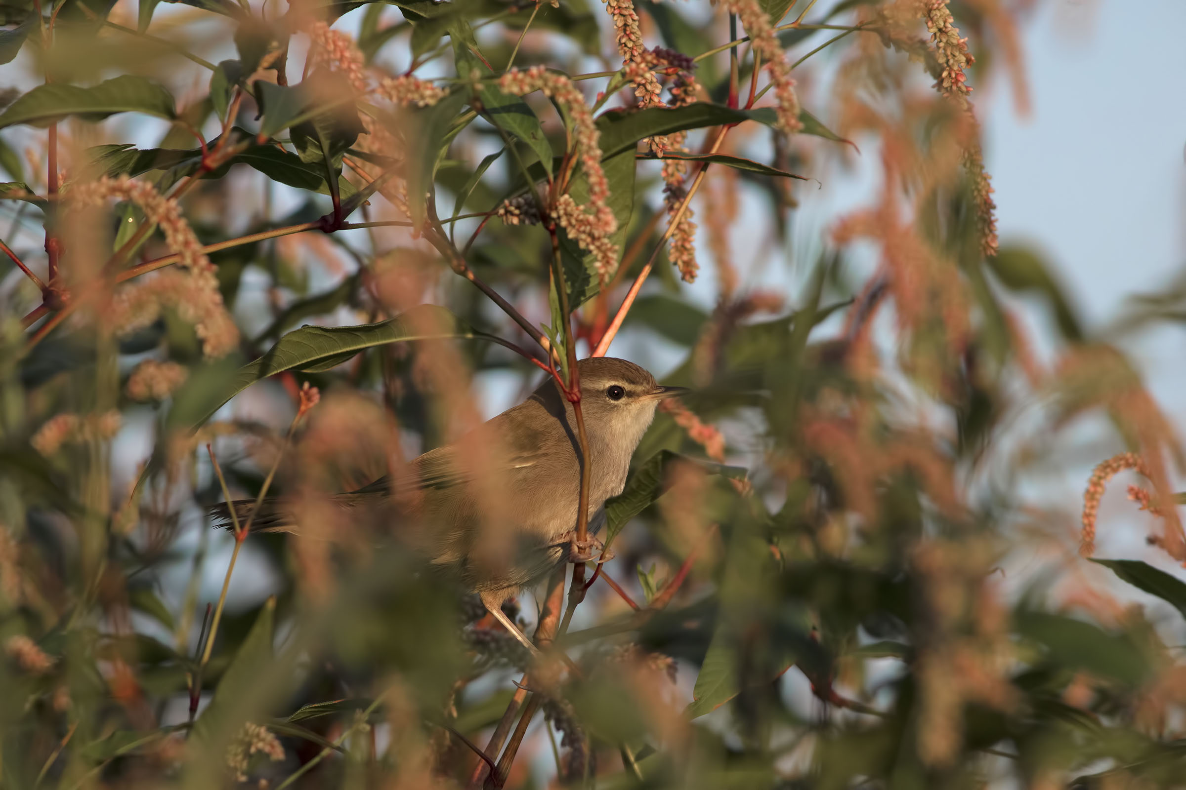 River Nightingale, first lights