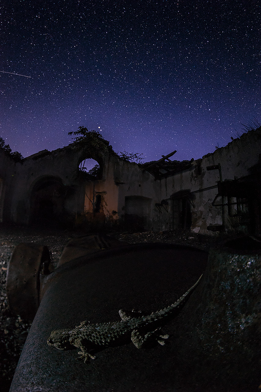 Geco e miniera abbondonata
