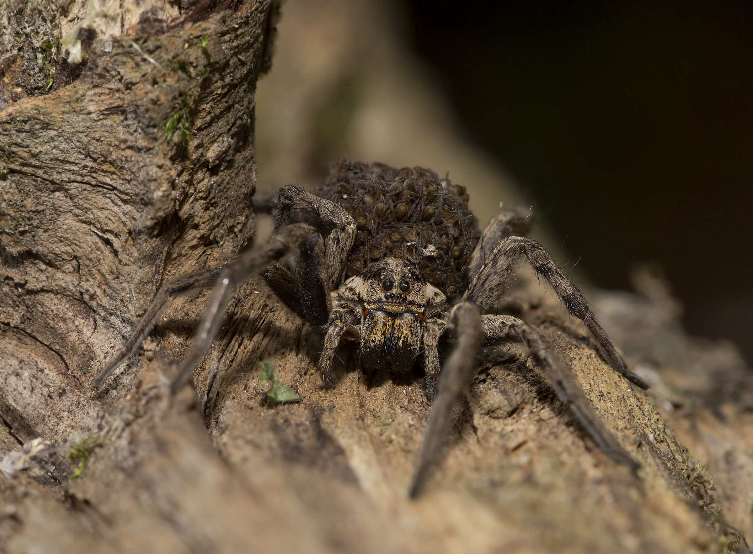 Lycosa tarantula - ragno lupo
