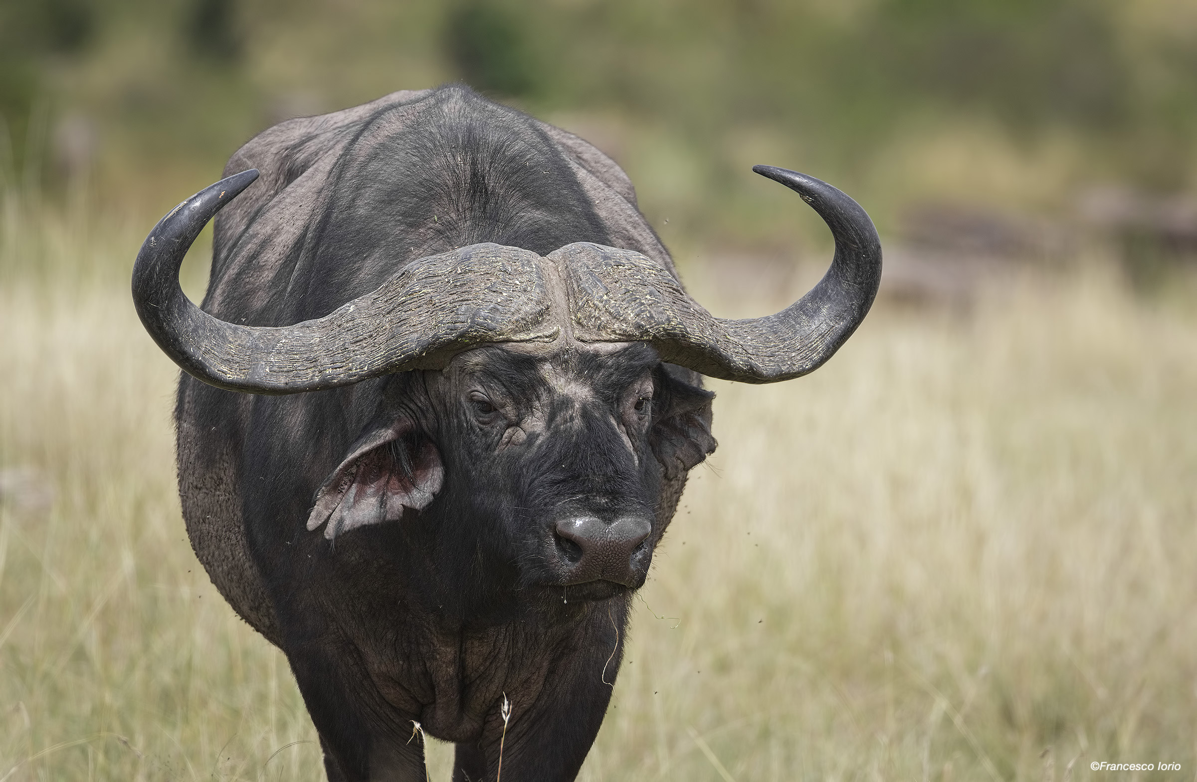 The Guardian of the river