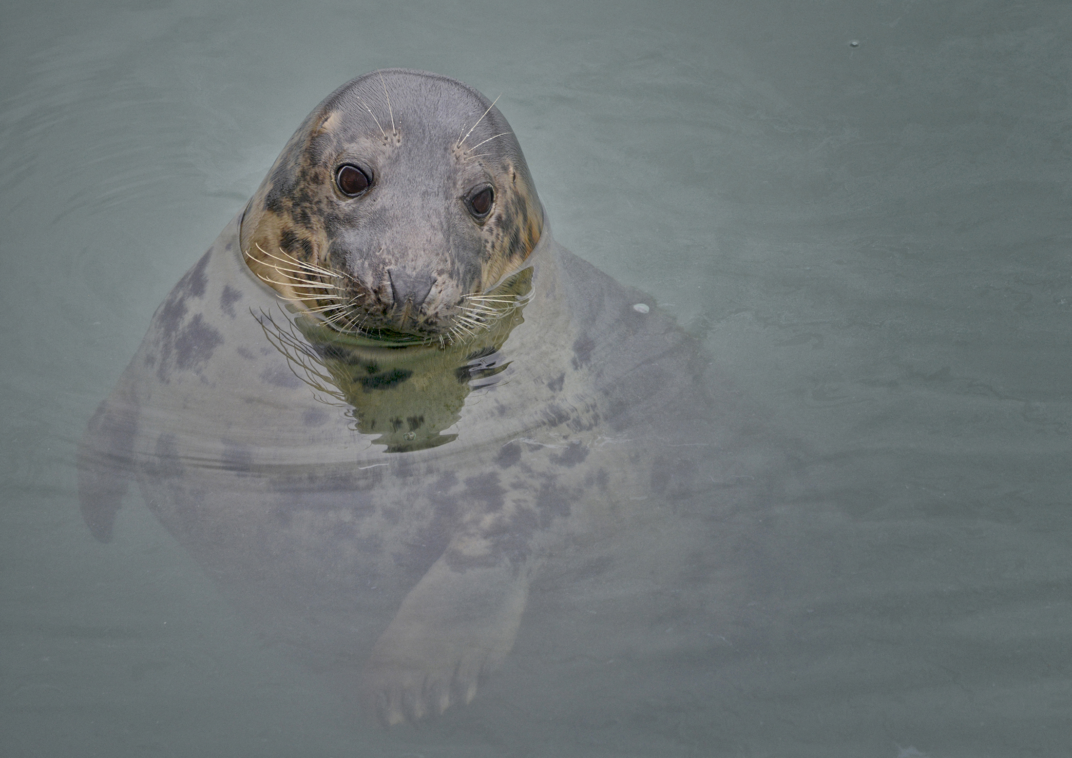 Seal at Howth