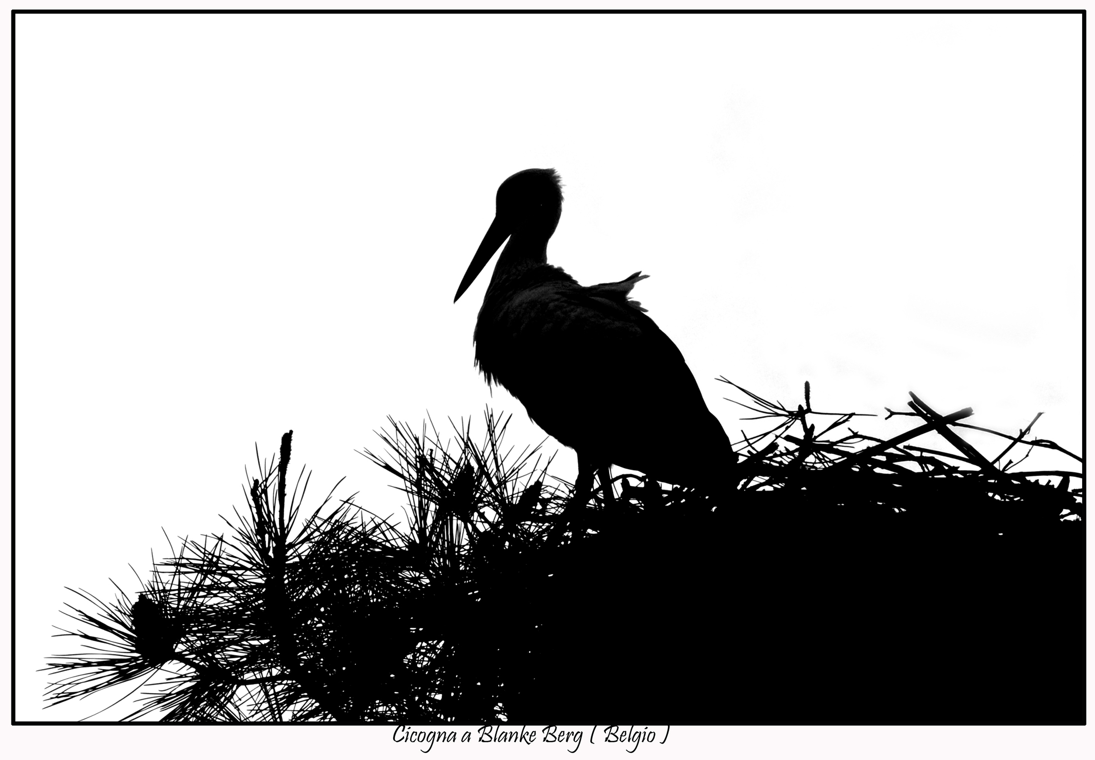 Stork in Blanke Berg