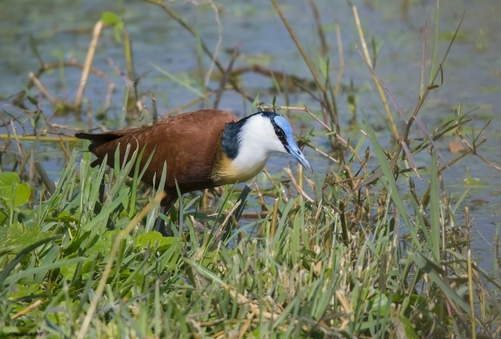 African Jacana (Atophilornis africanus)
