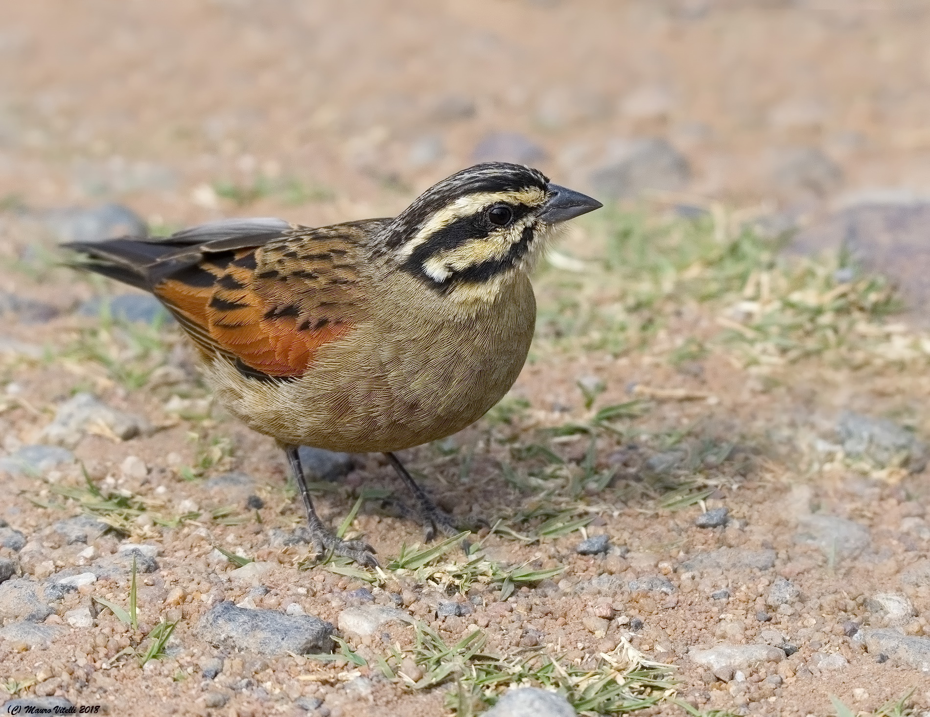 Cape Bunting (Emberiza capensis)
