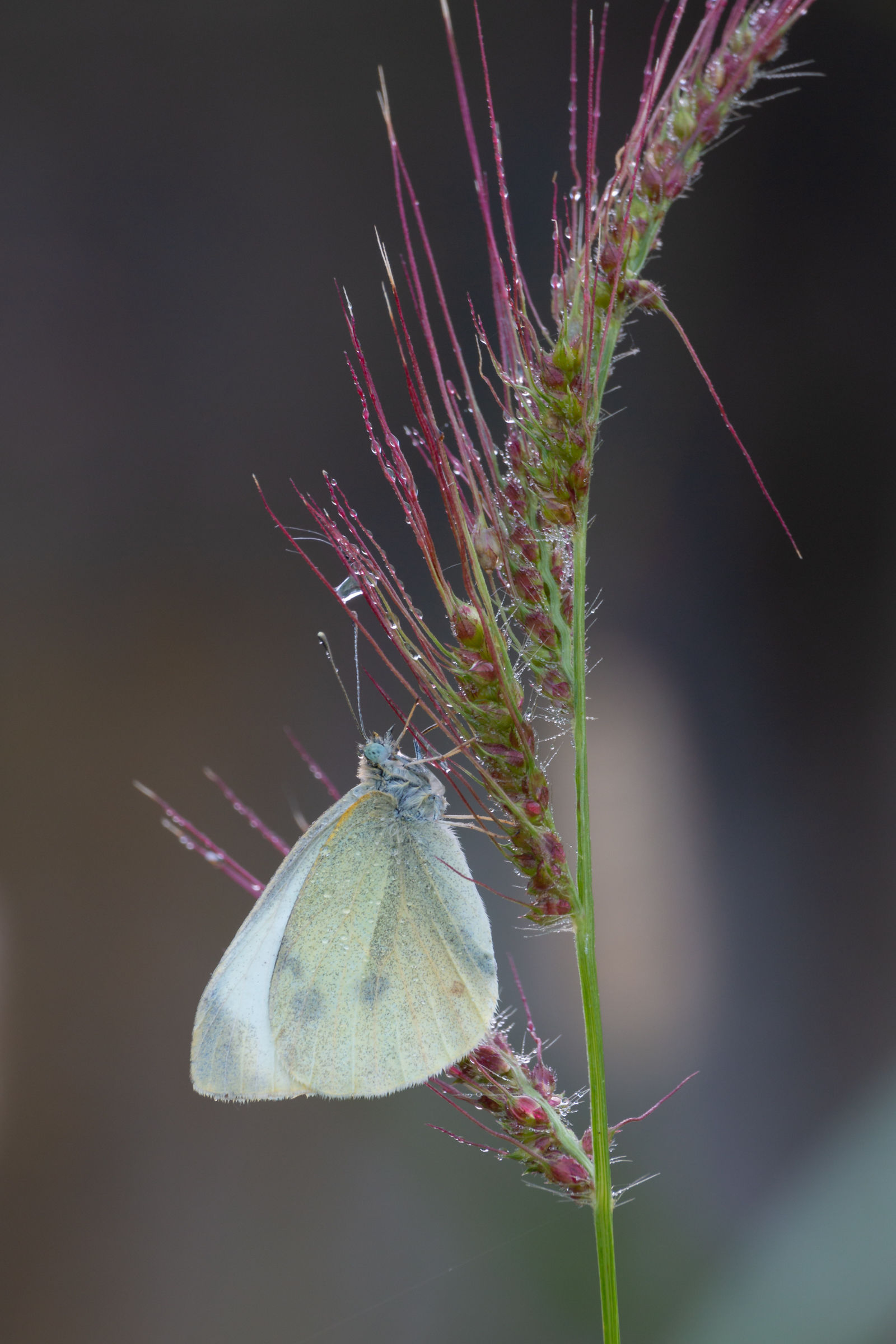 Pieris brassicae - 2