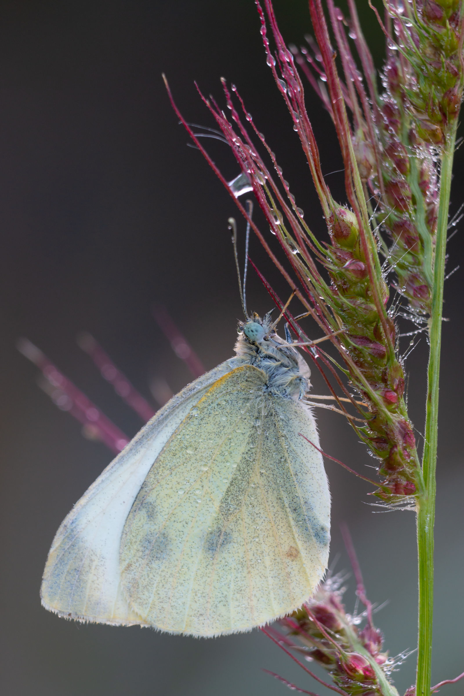 Pieris brassicae-3