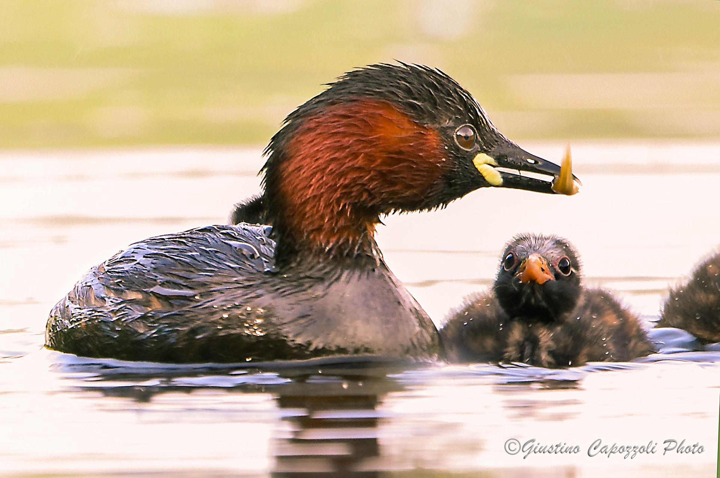 I'm dipping the chow time.