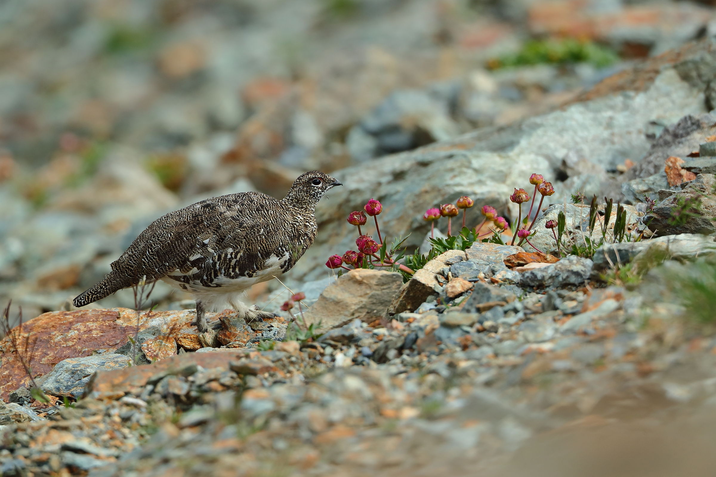 Walking through the flowers