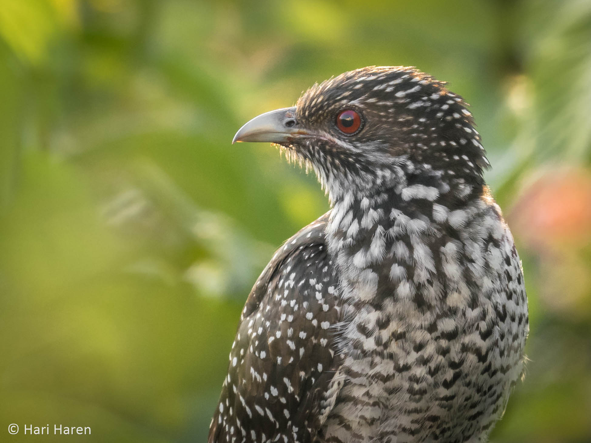 Cuckoo female