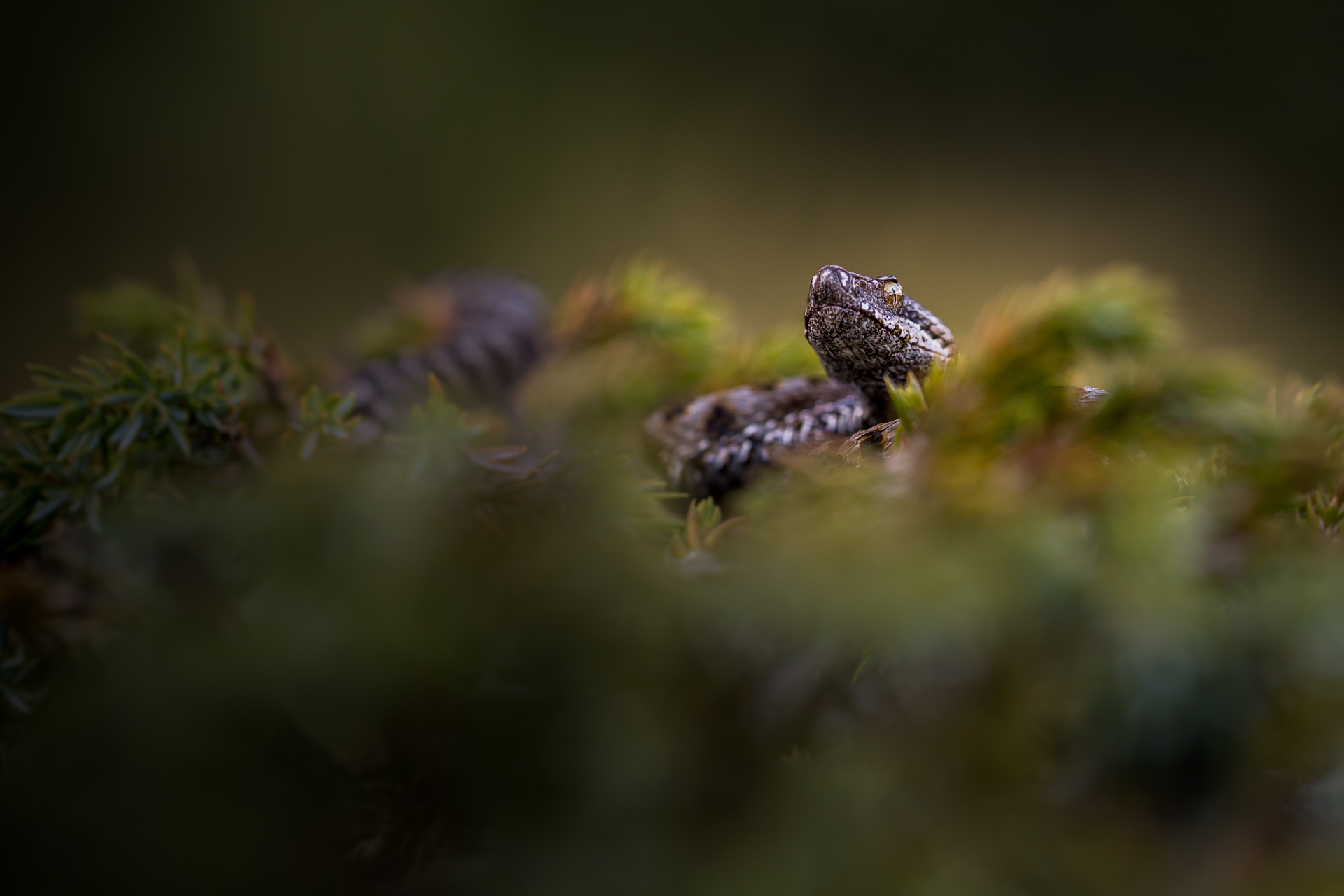 vipera aspis aspis su ginepro