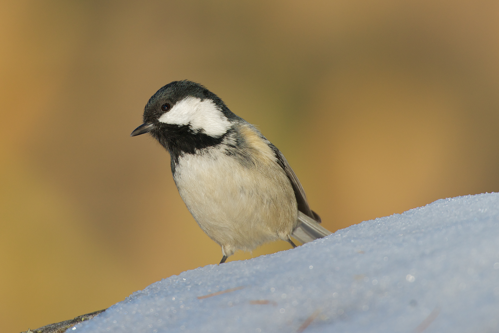 Cincia Bigia - Val Roseg