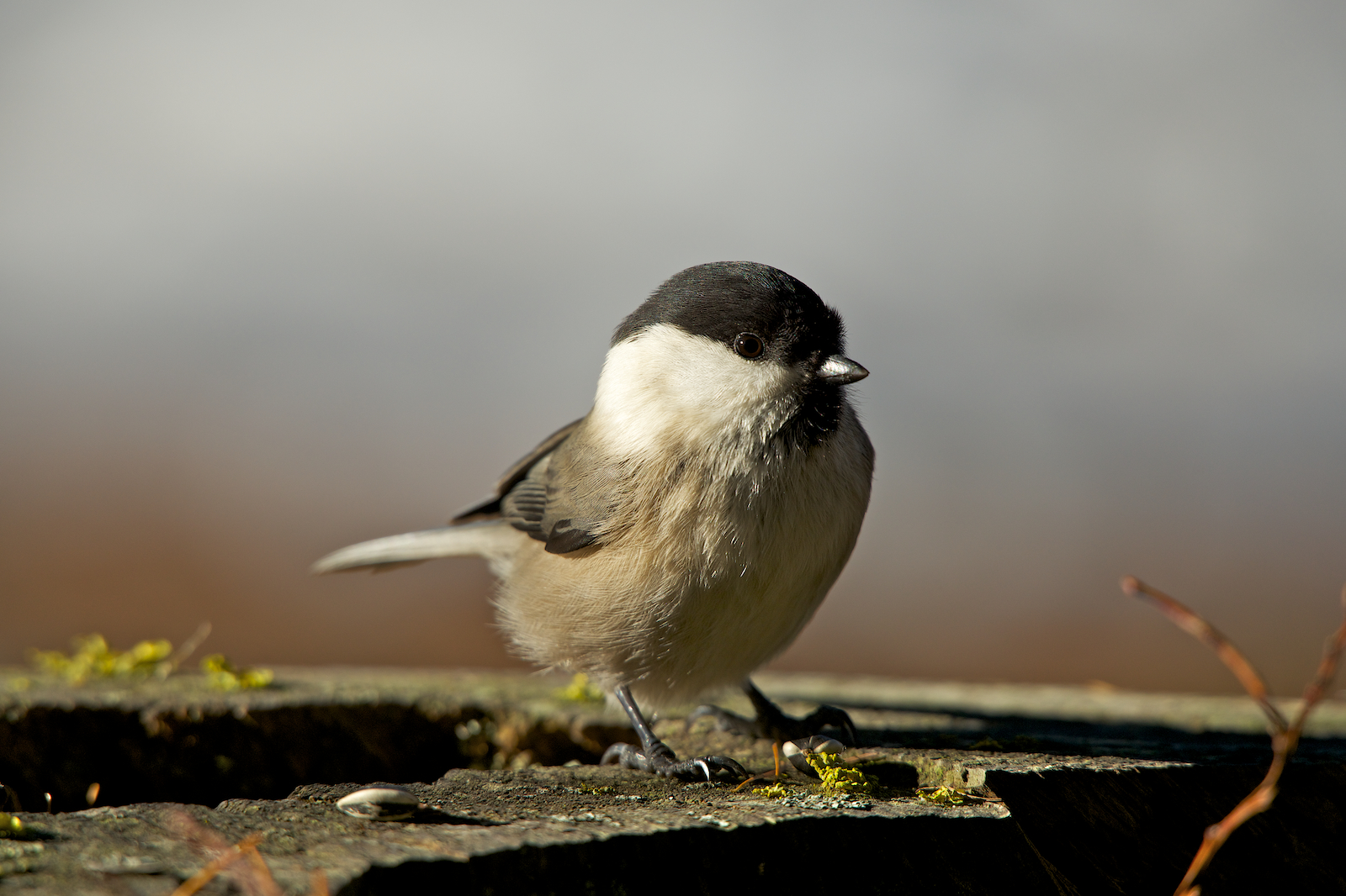 Cincia Bigia - Val Roseg