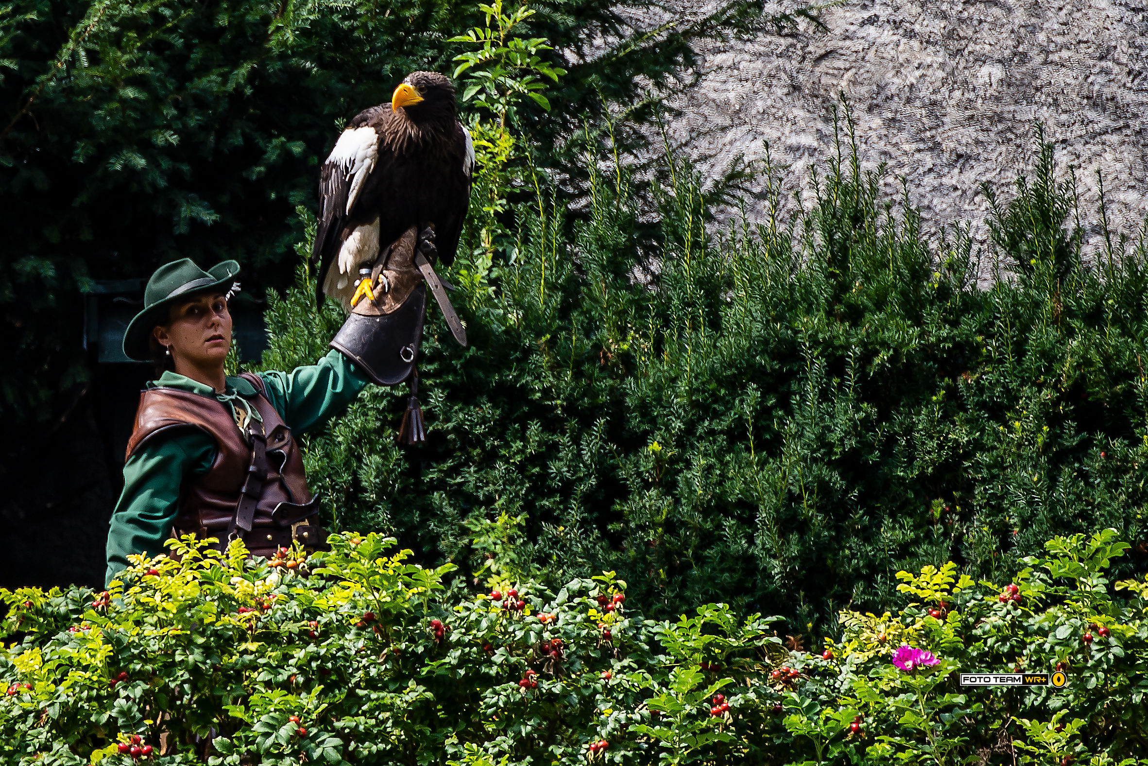 Haliaeetus pelacicus