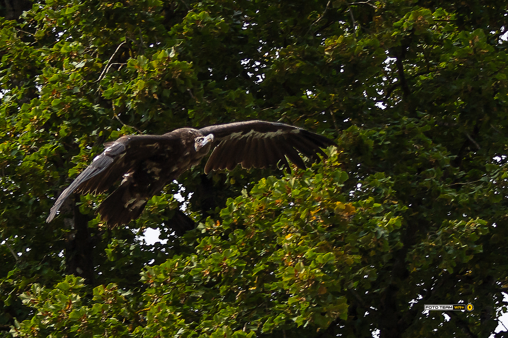 The Vulture's flight