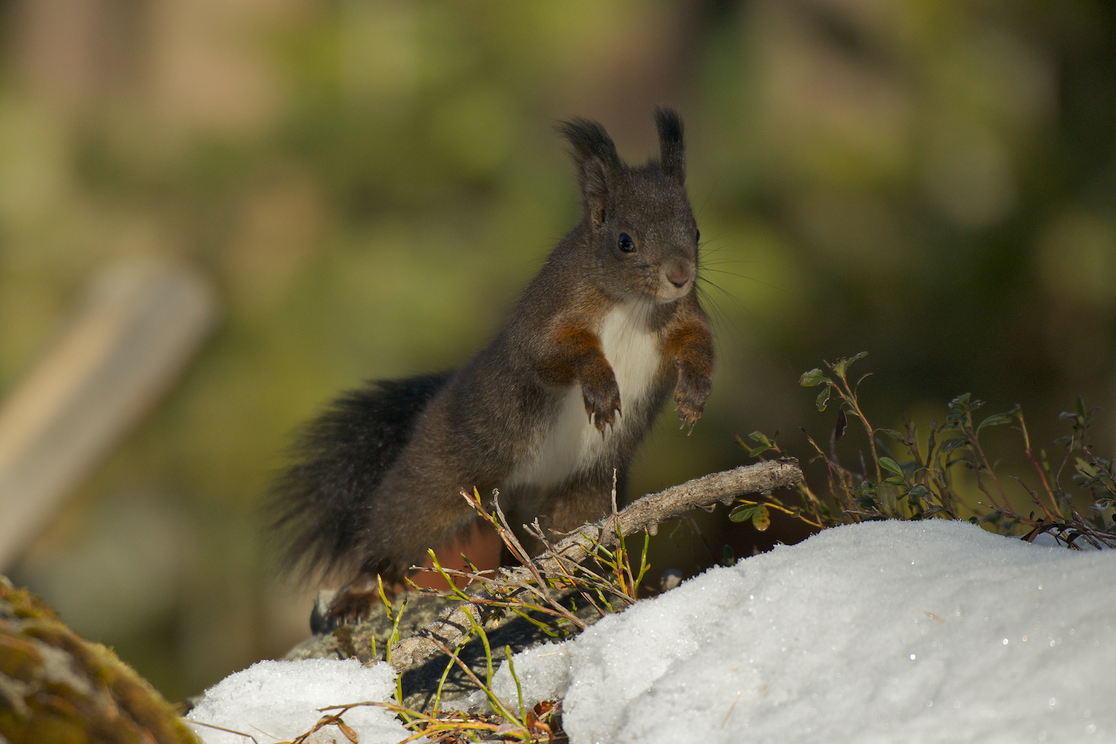 Scoiattolo rosso europeo - Val Roseg