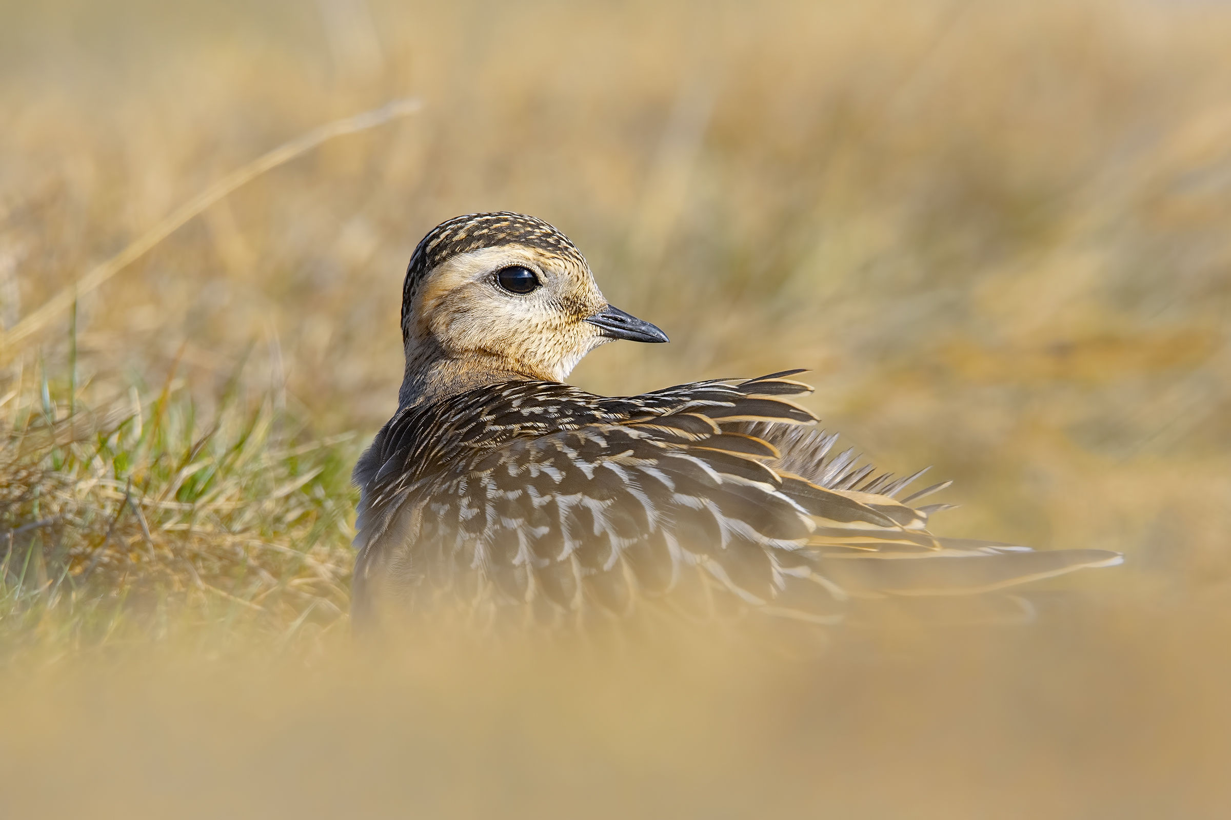 Piviere tortolino, riposino