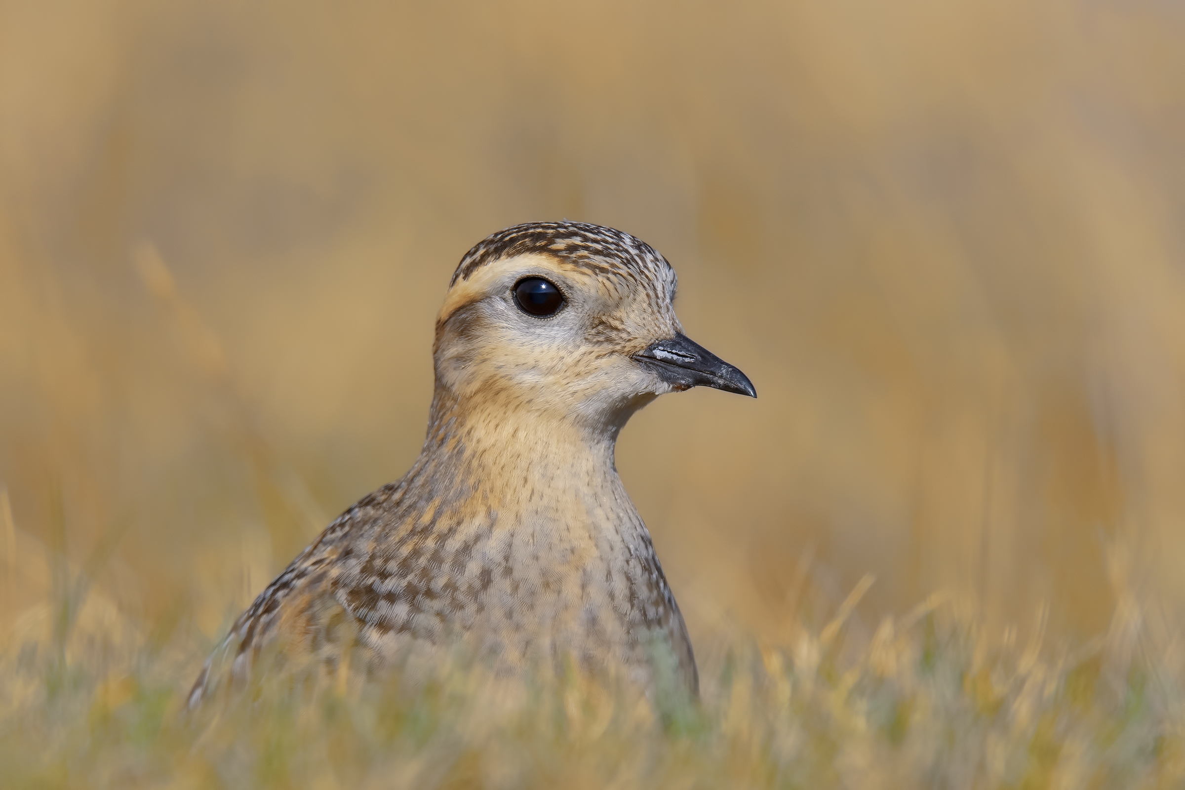 Piviere tortolino, nascondino