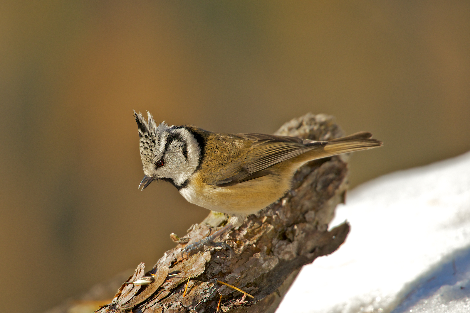 Cincia dal ciuffo - Val Roseg