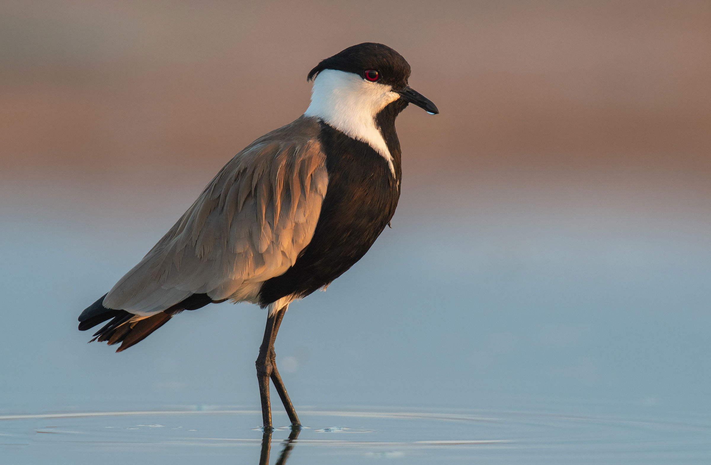 spur winged lapwing