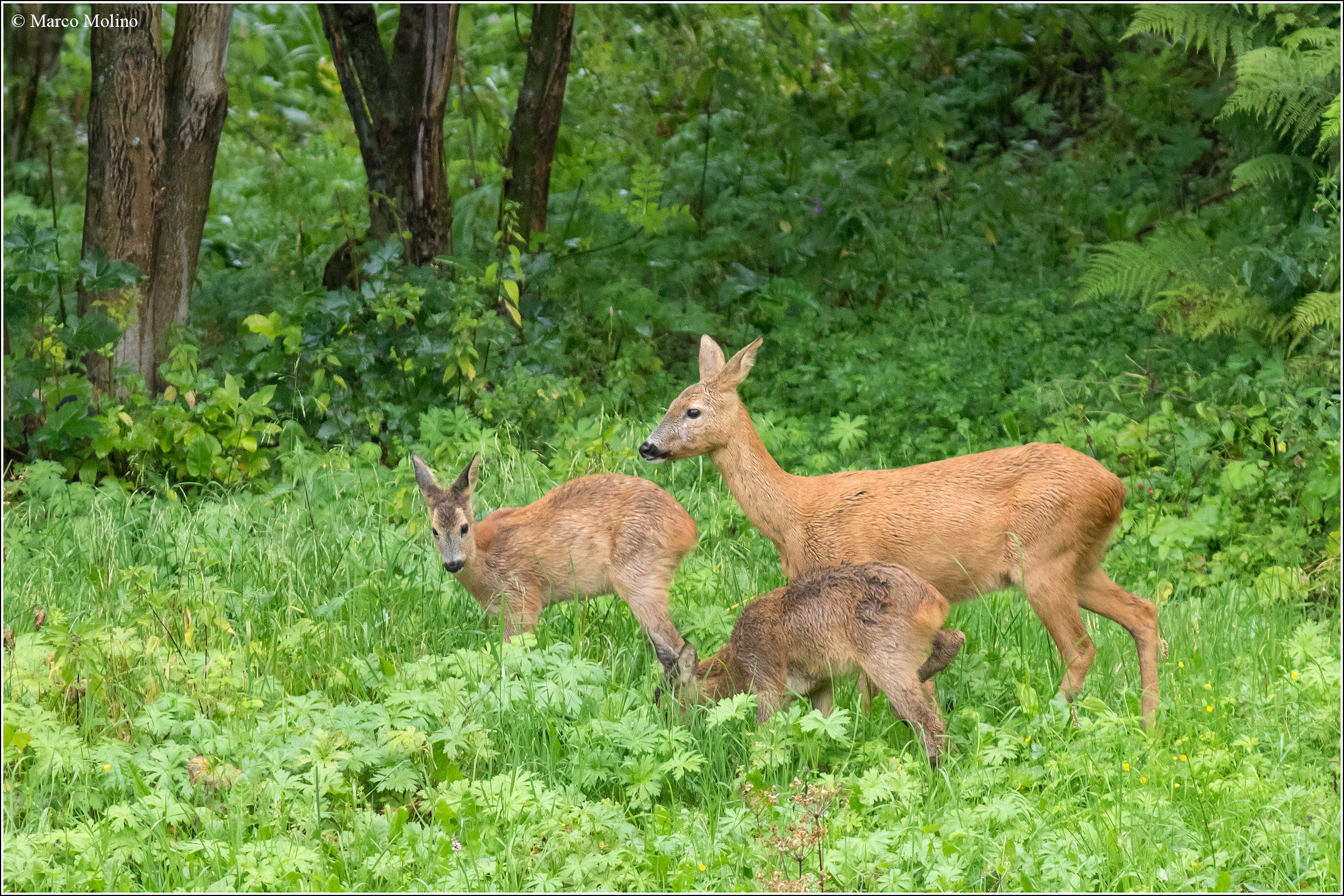 Capreolus Capreolus-Roe Deer