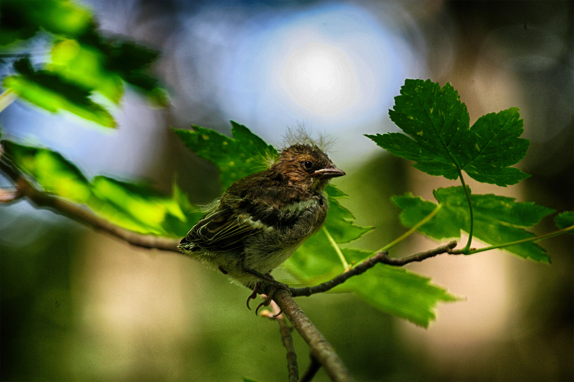 Fallen from the nest