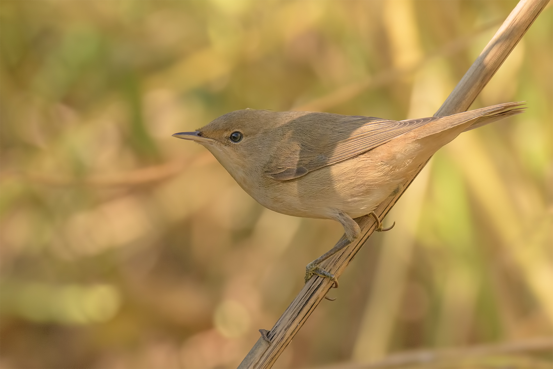 Reed Warbler