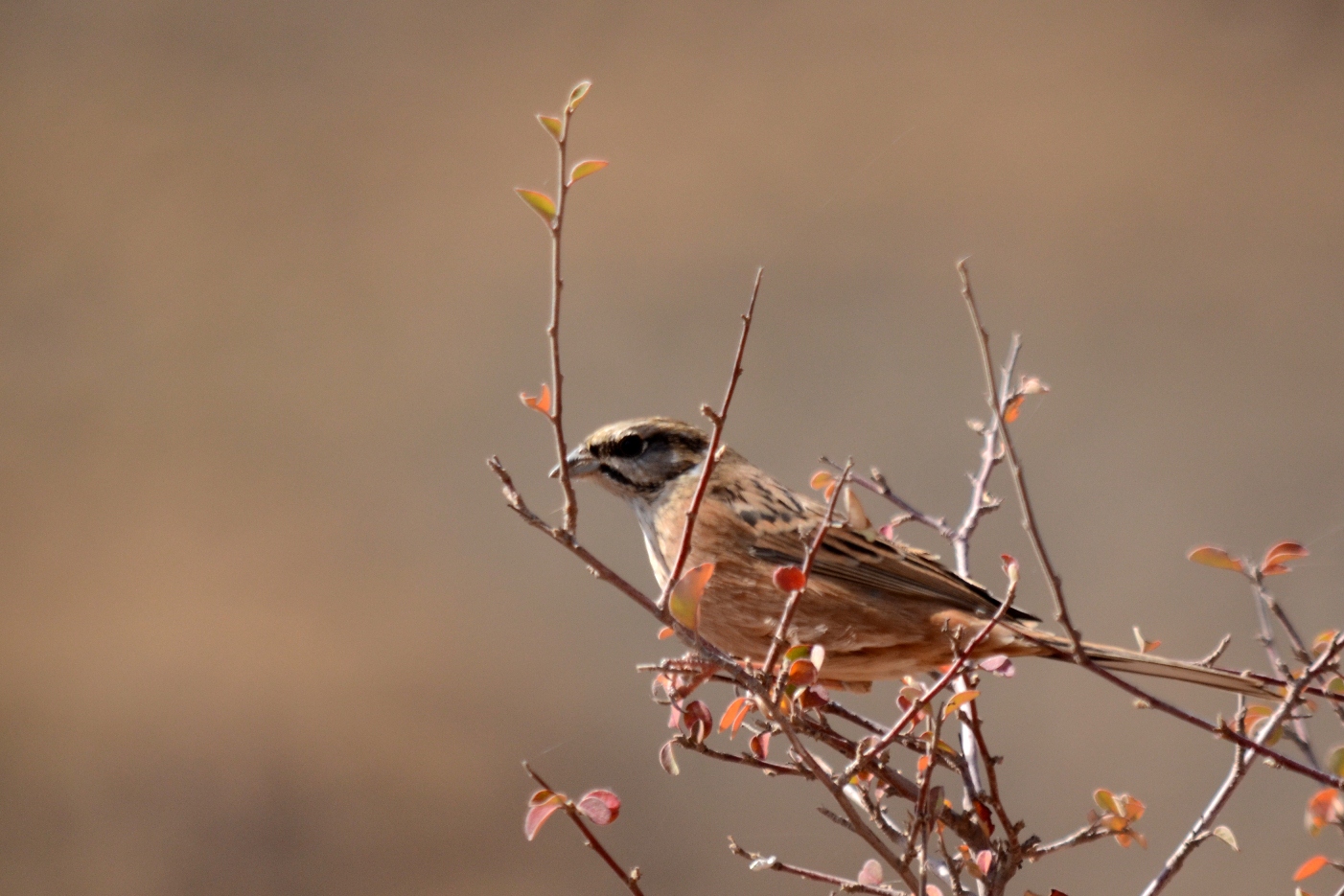 Rock Bunting(emberiza cia)