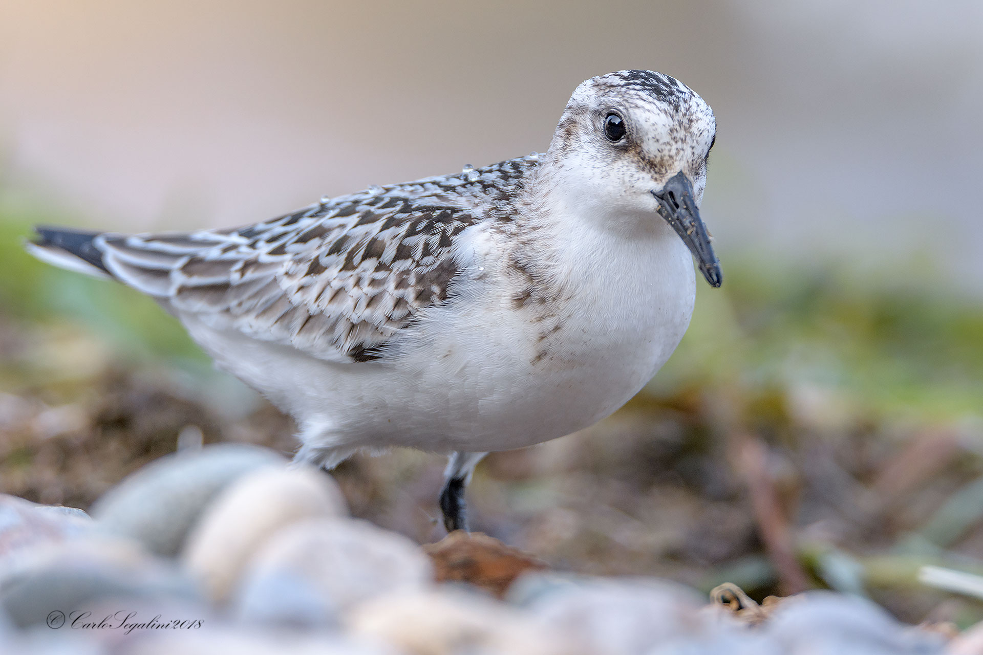 Piovanello Tridattilo   (Calidris alba)