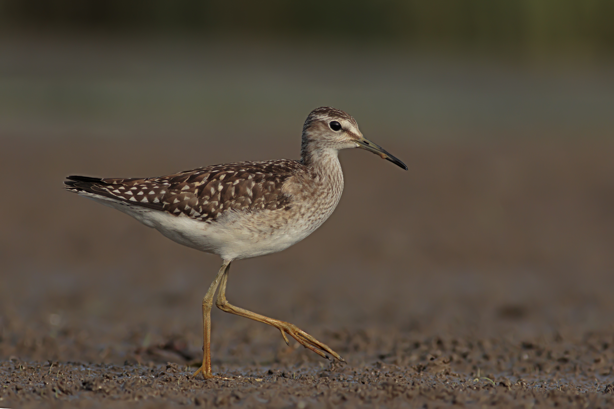 Piro Piro Boschereccio