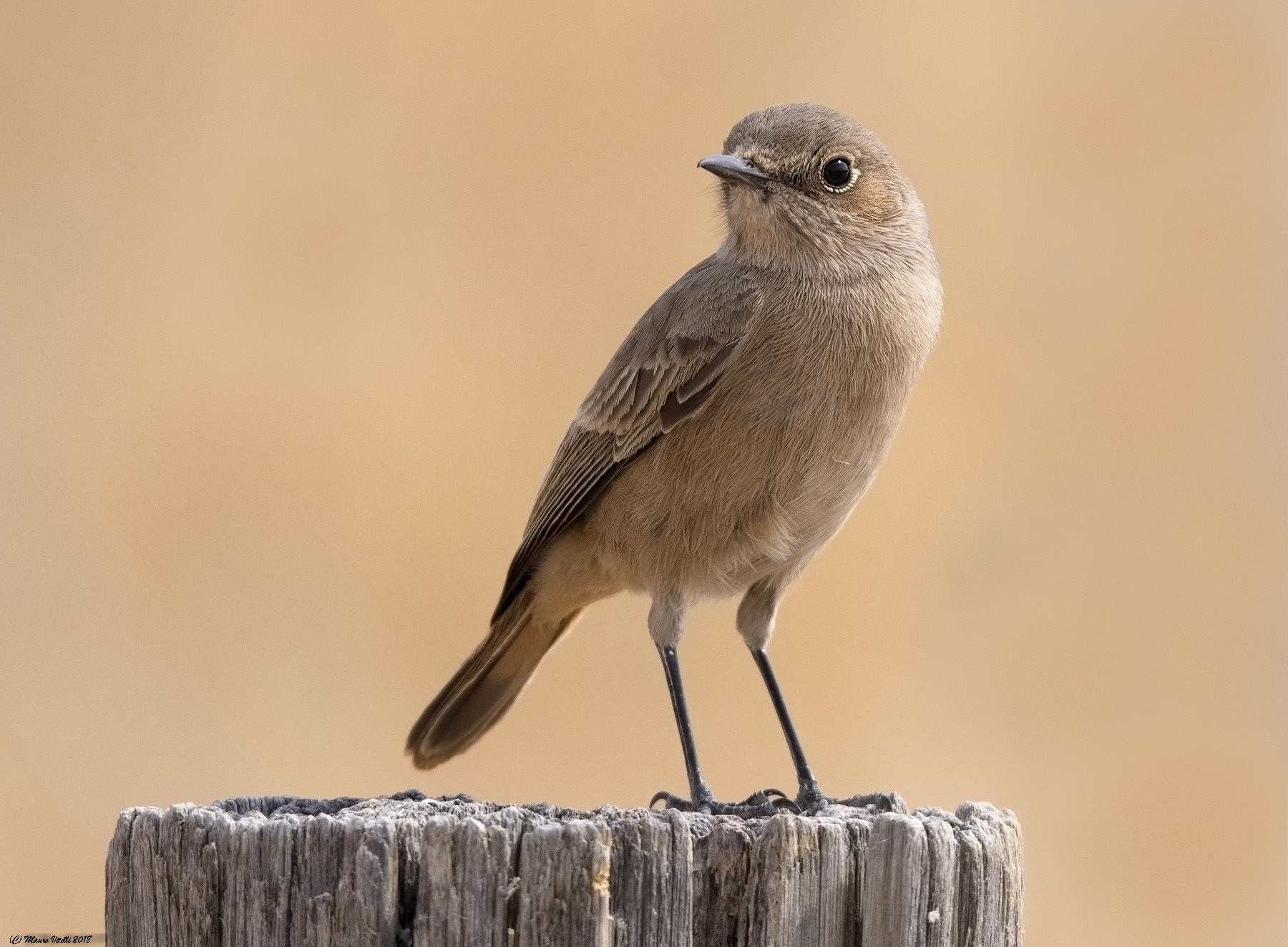 Familiar Chat (Cercomela familiaris) Kalahari