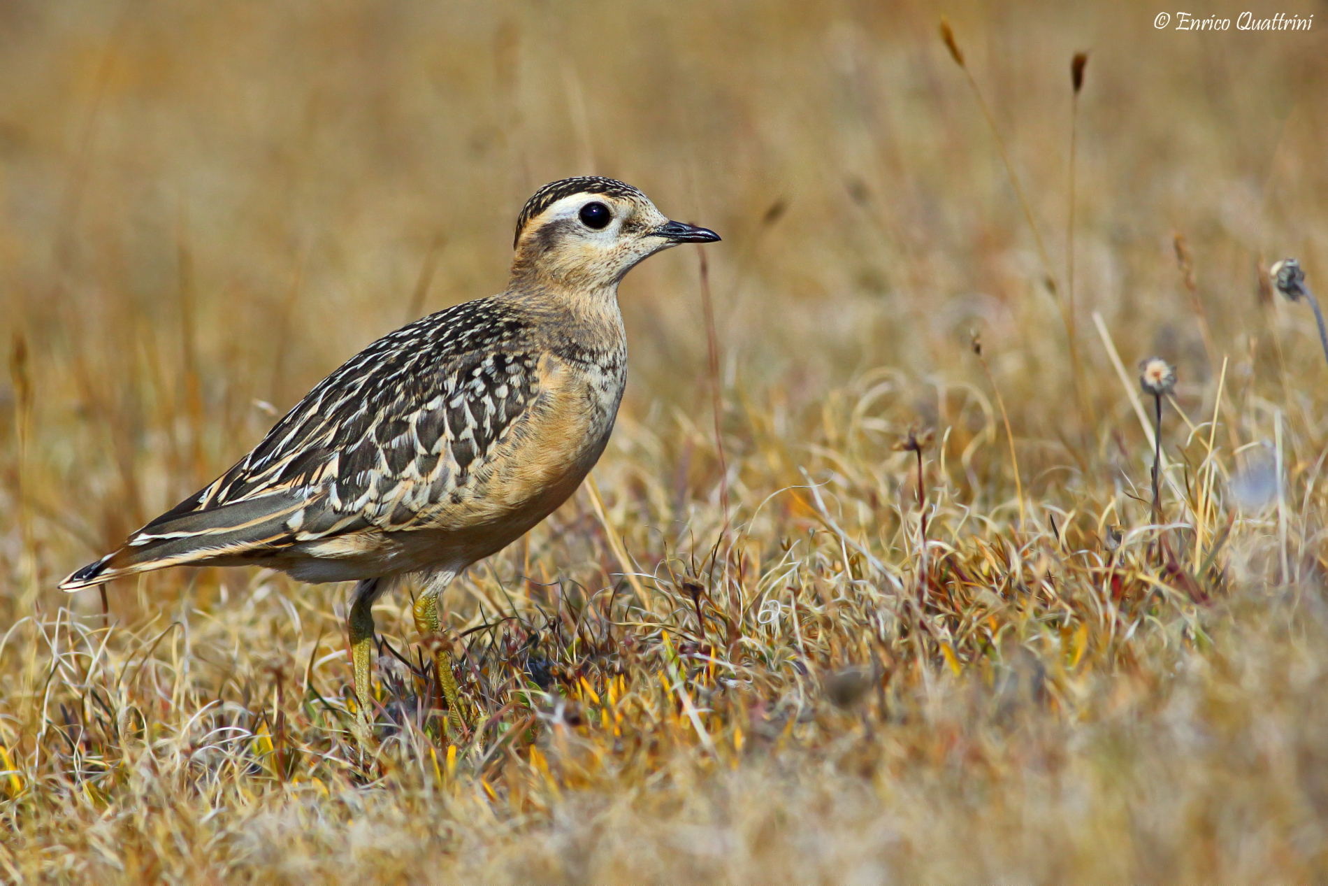 Piviere Dotterel