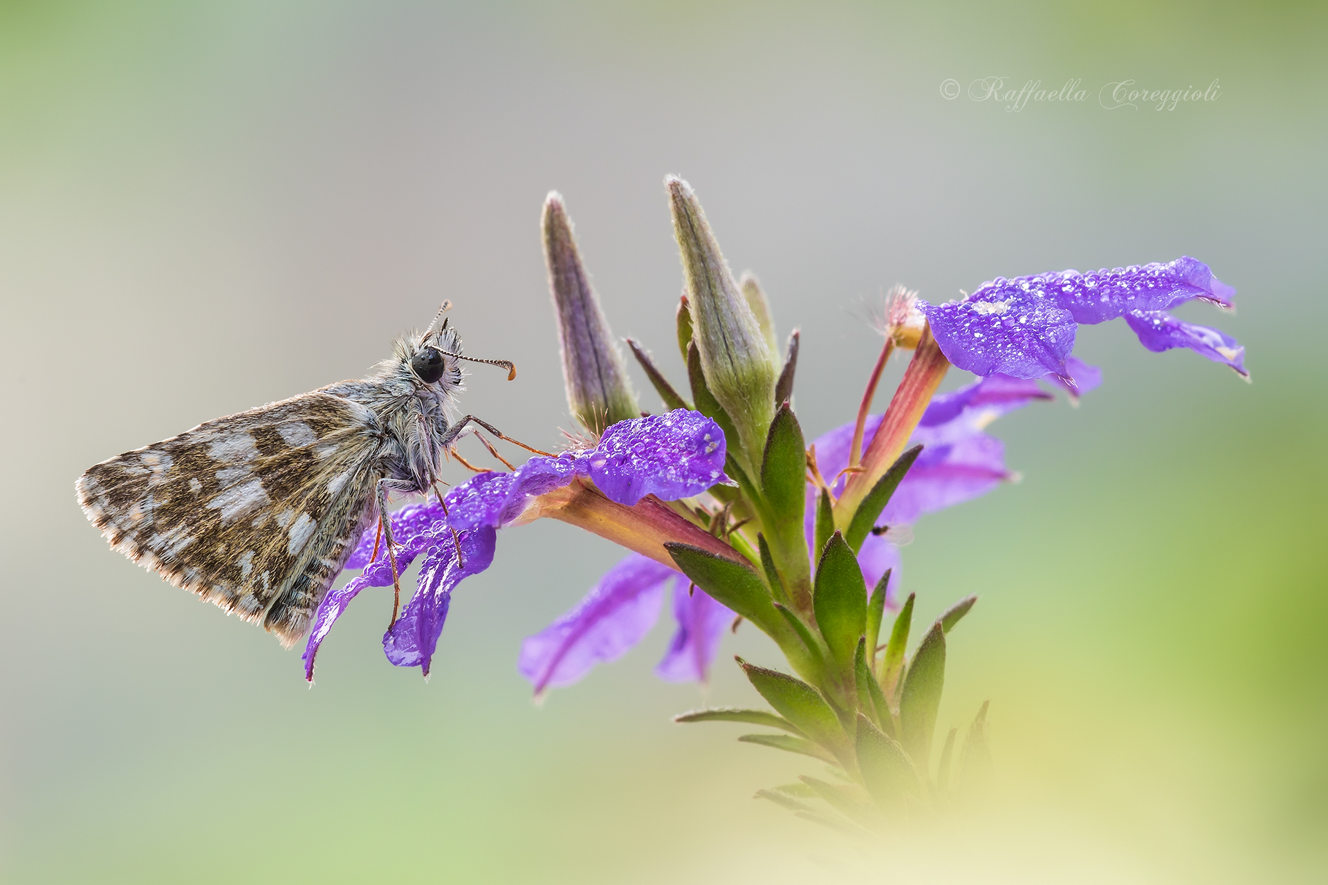 Pyrgus Armoricanus on Scaevola aemula