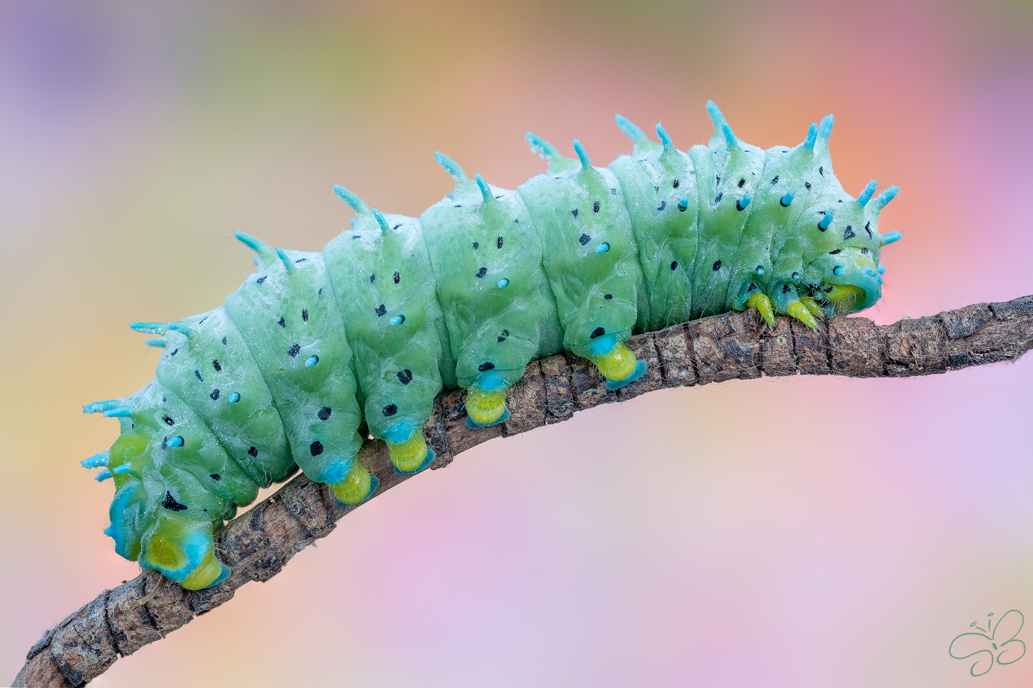 Samia cynthia caterpillar