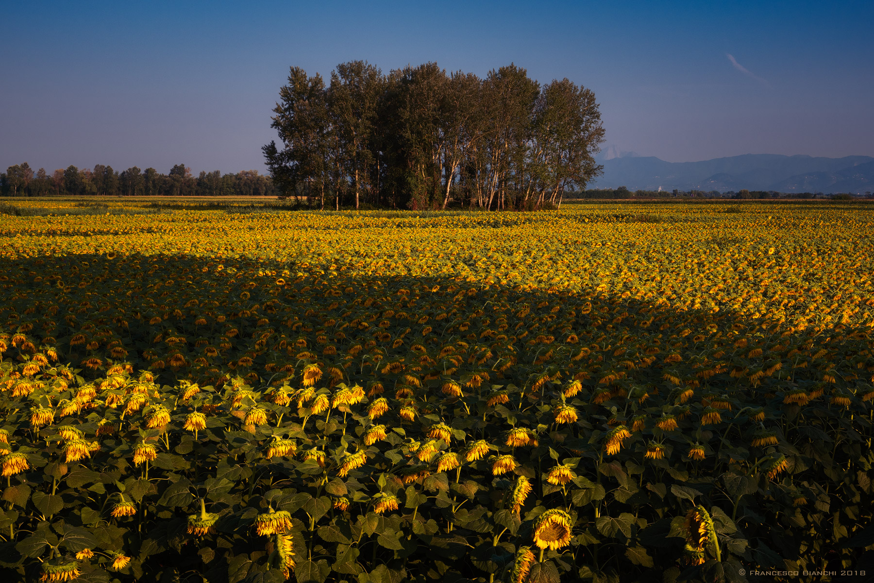 Sunflowers world