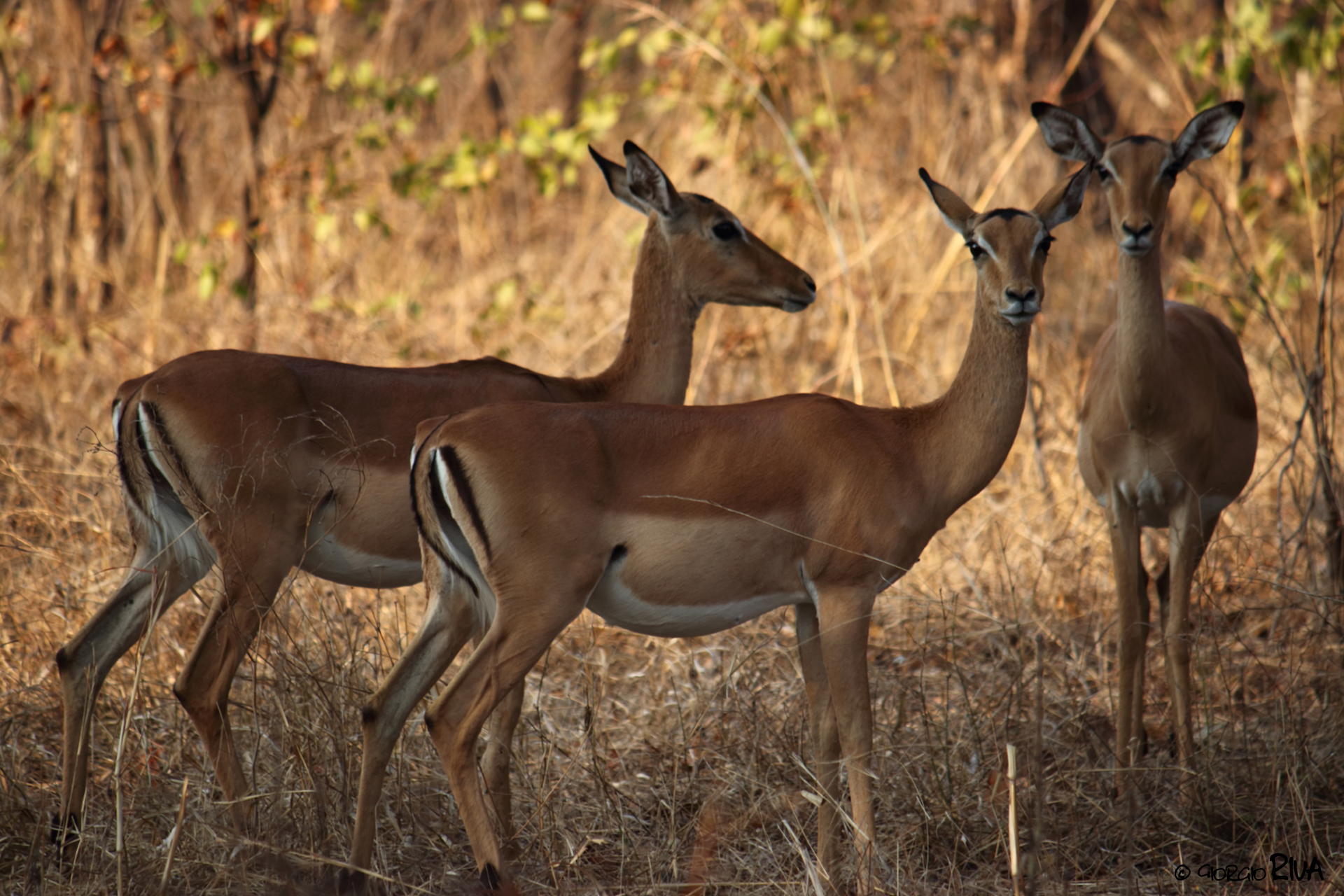 Antilopi in safari malawi