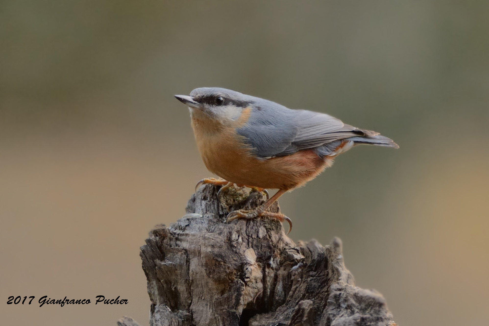 Nuthatch