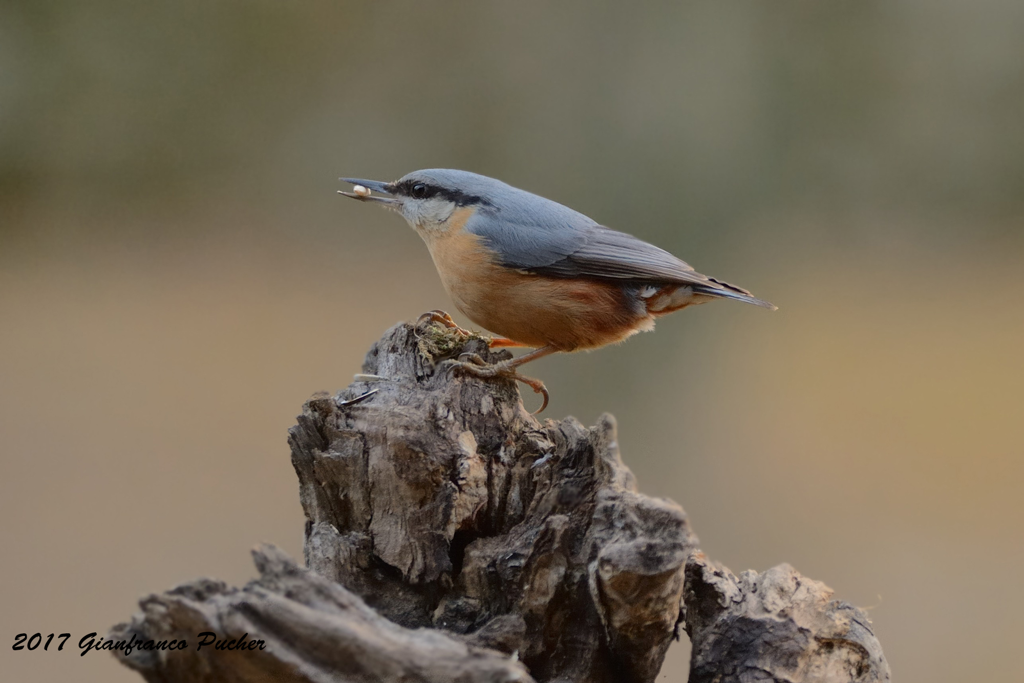 Nuthatch