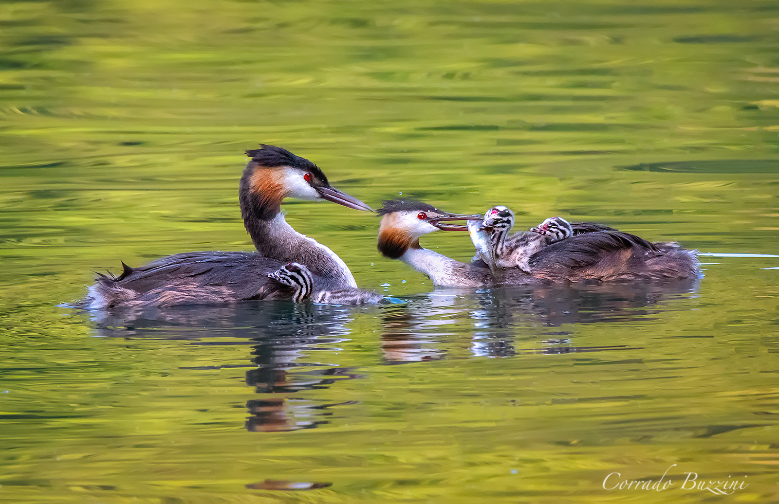 Grebes