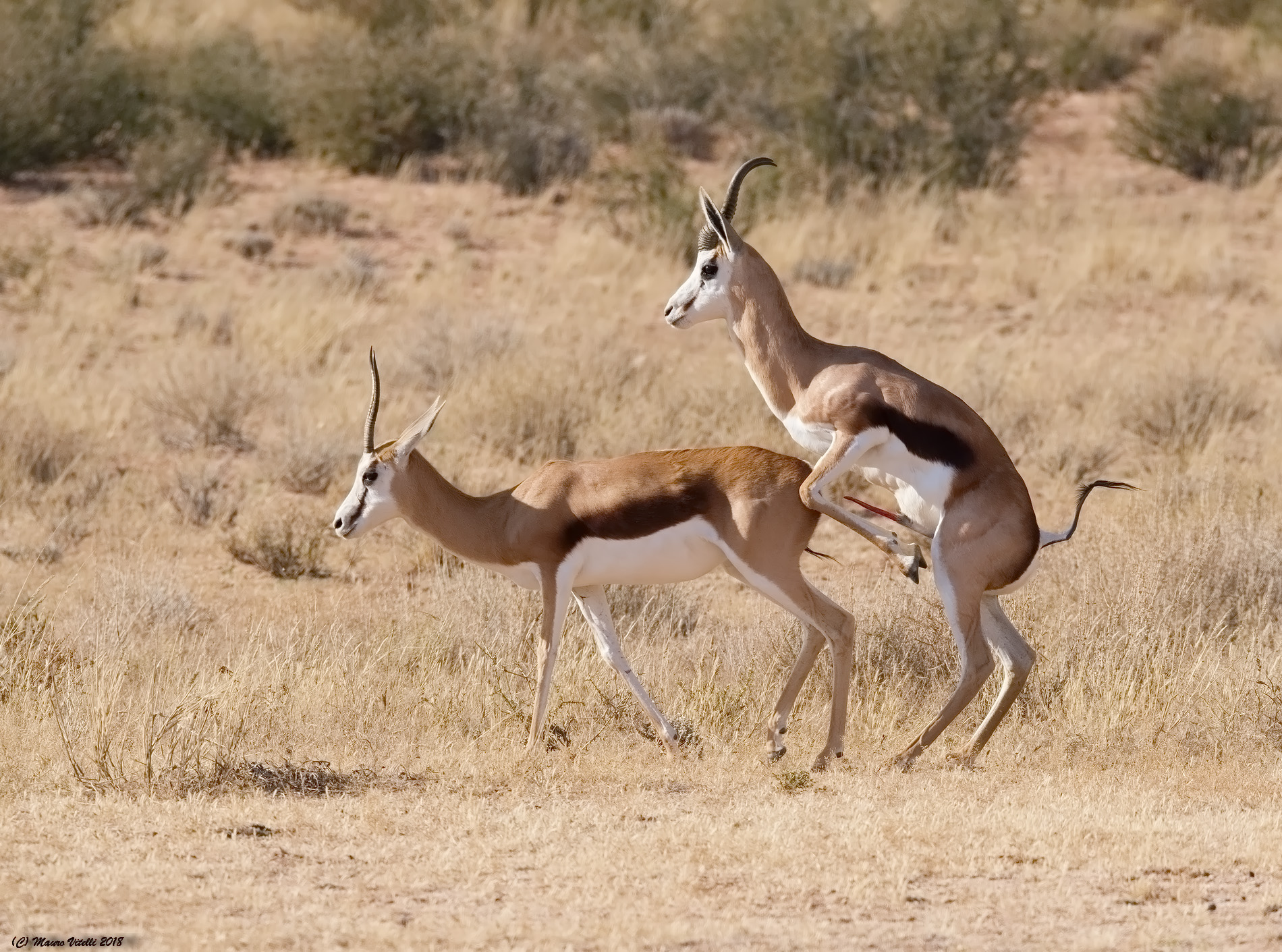 The swordsman of the Kalahari (Springbok)