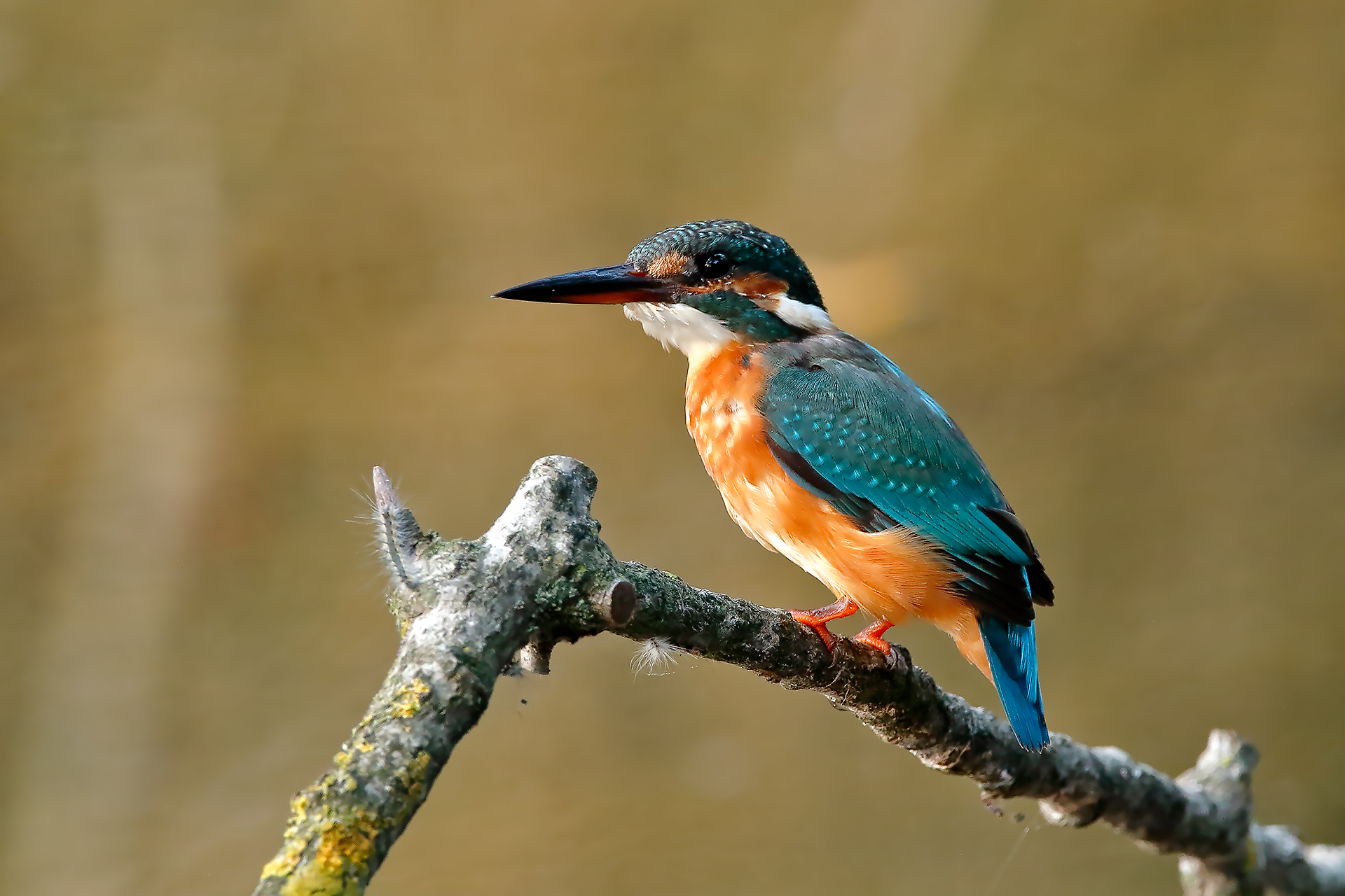 il martino e l'intruso