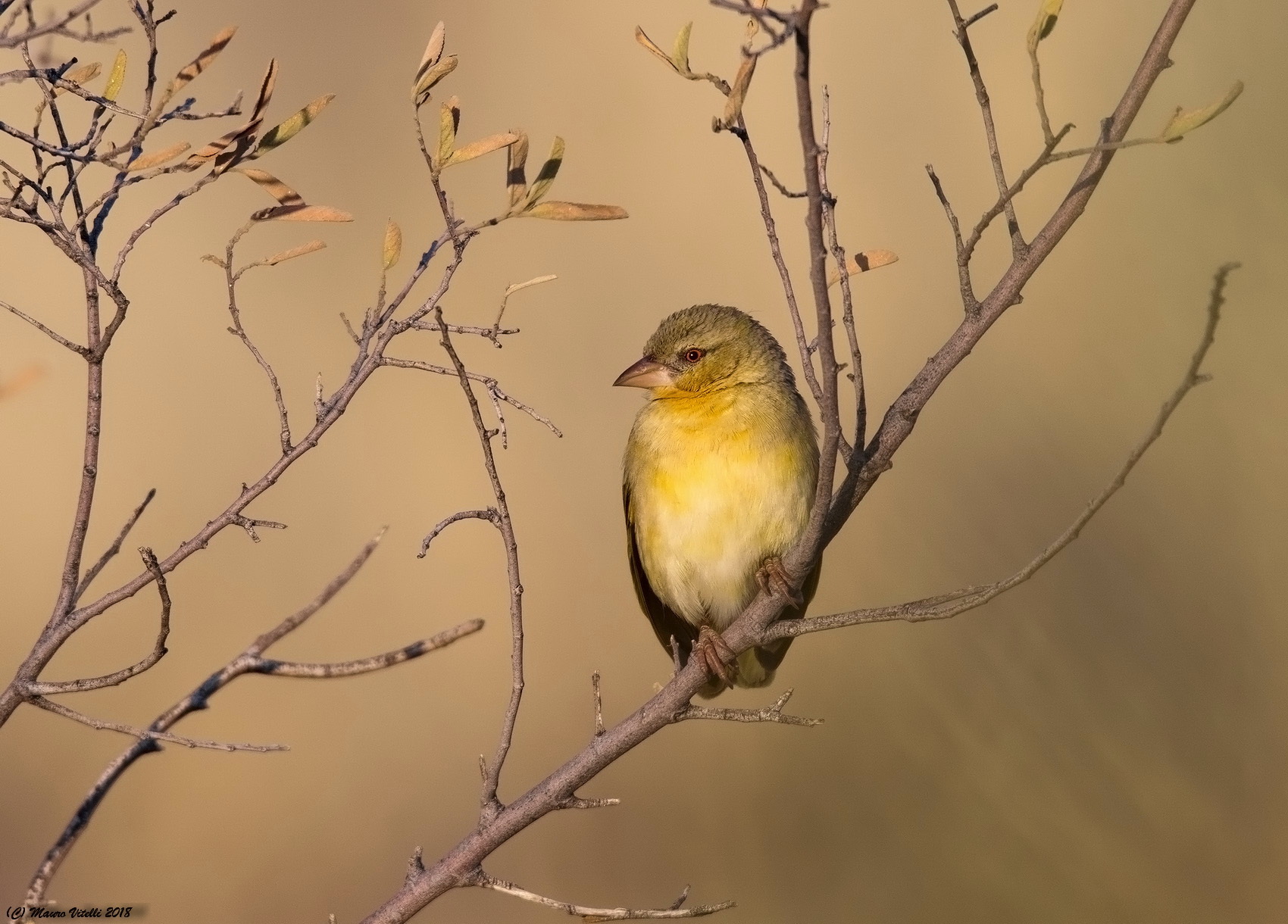 Cape Weaver (Ploceus capensis) Kalahari