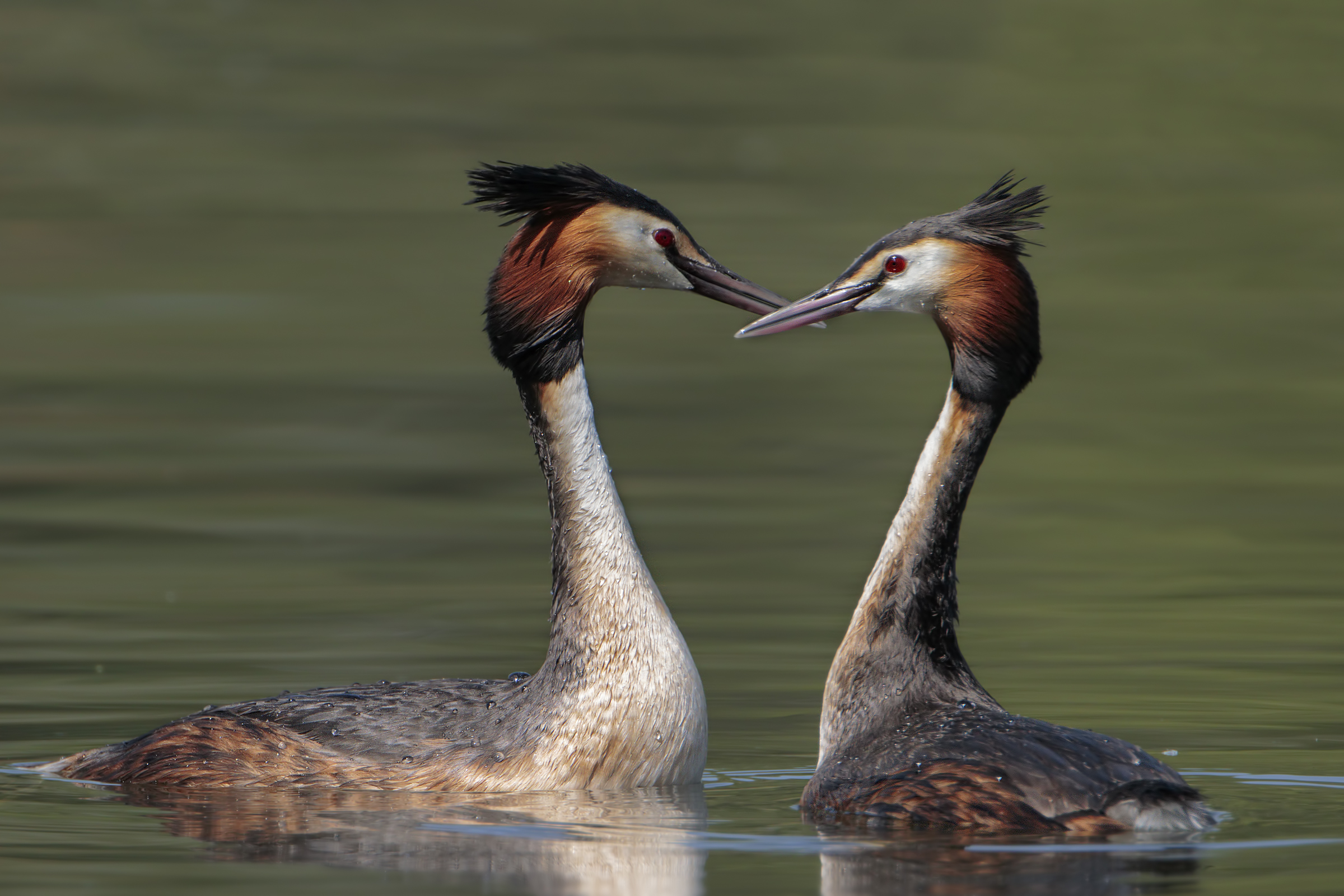 Courtship