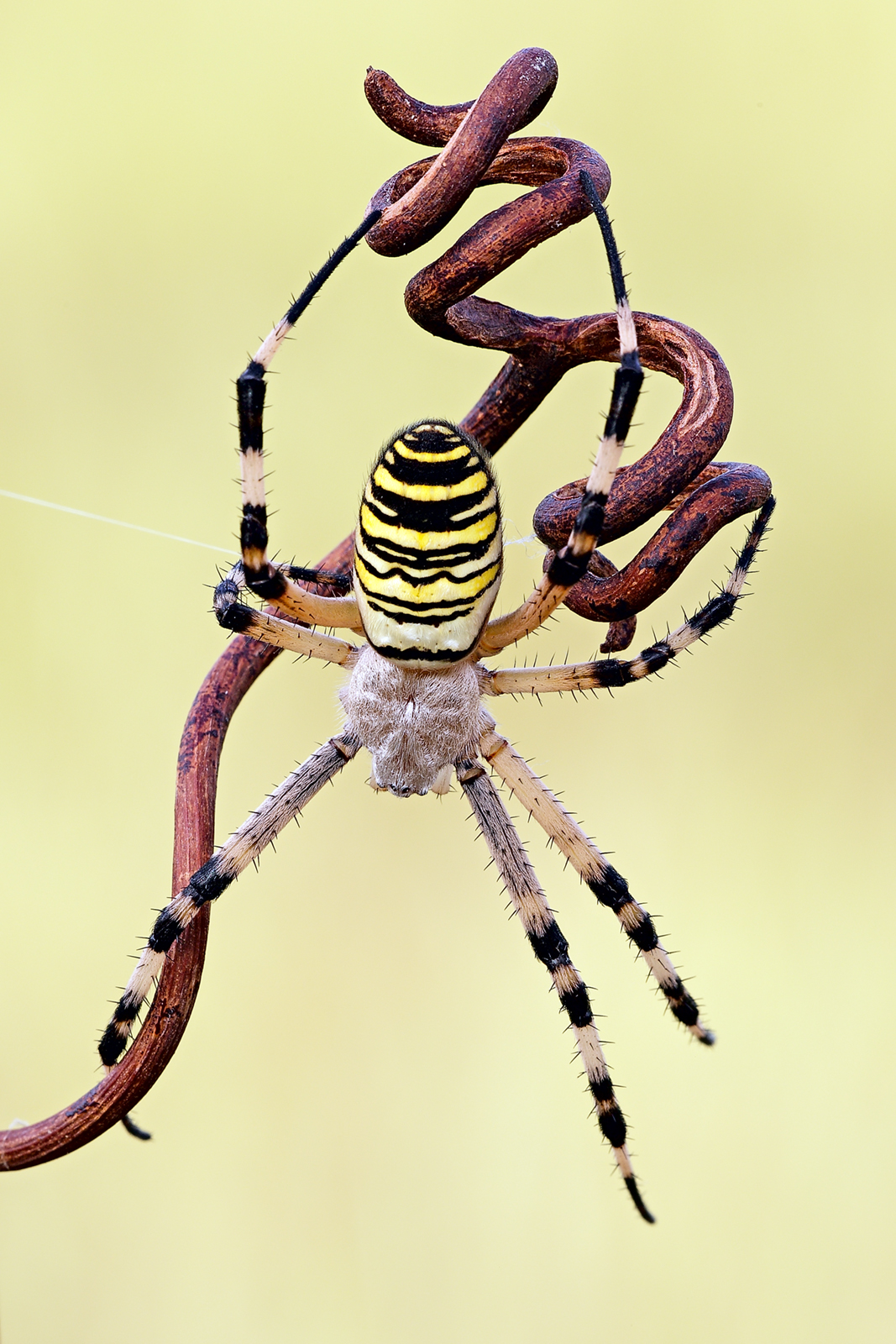 Argiope