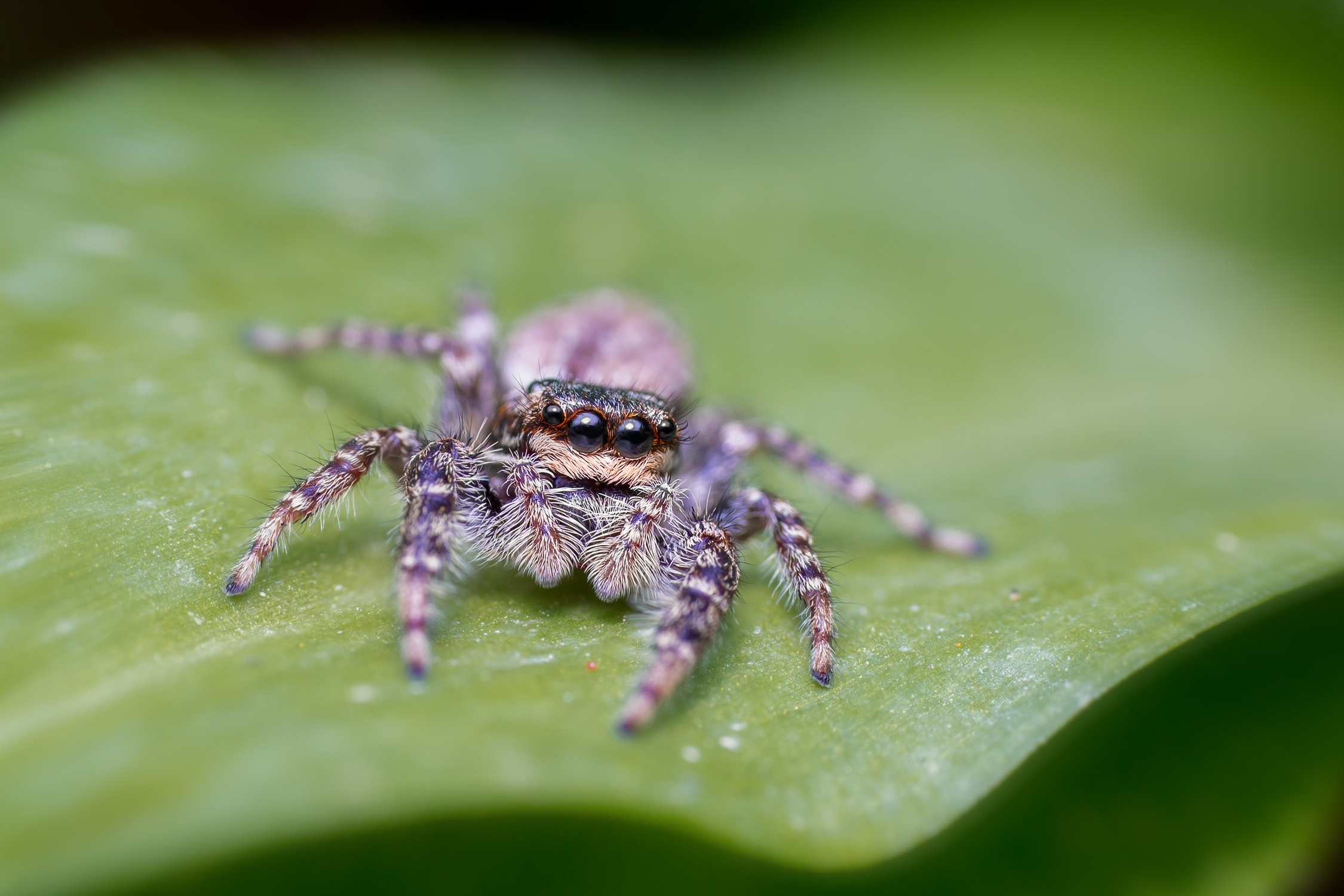 Un bellissimo ragno saltatore del genere Philaeus ssp.